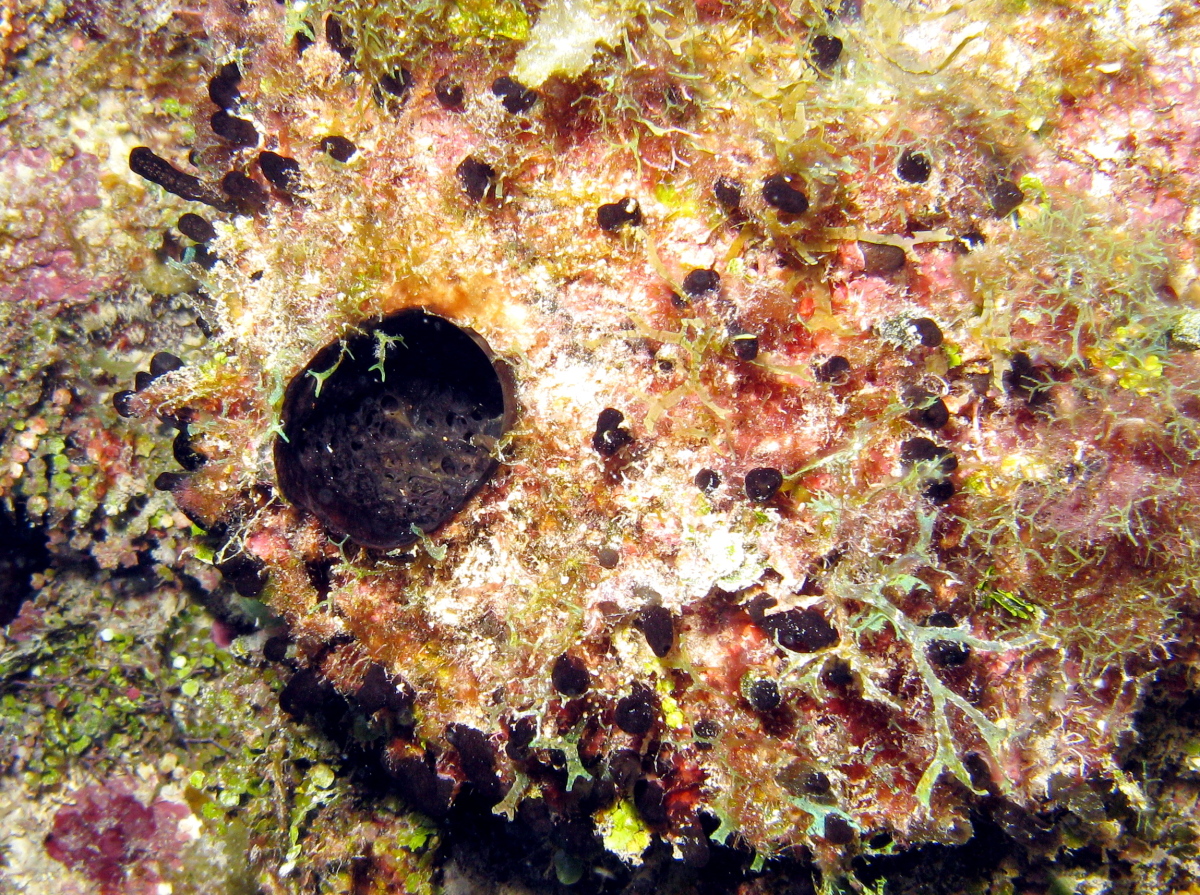 Rough Tube Sponge - Oceanapia bartschi