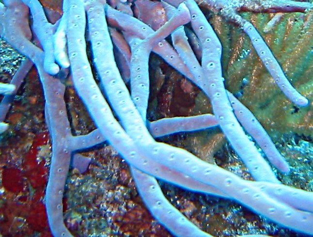 Row Pore Rope Sponge - Aplysina cauliformis