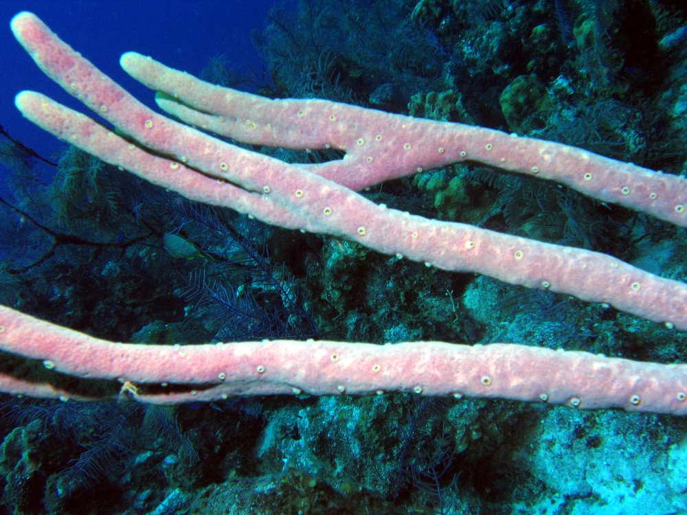Row Pore Rope Sponge - Aplysina cauliformis
