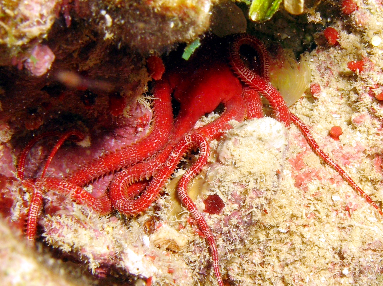 Ruby Brittle Star - Ophioderma rubicundum