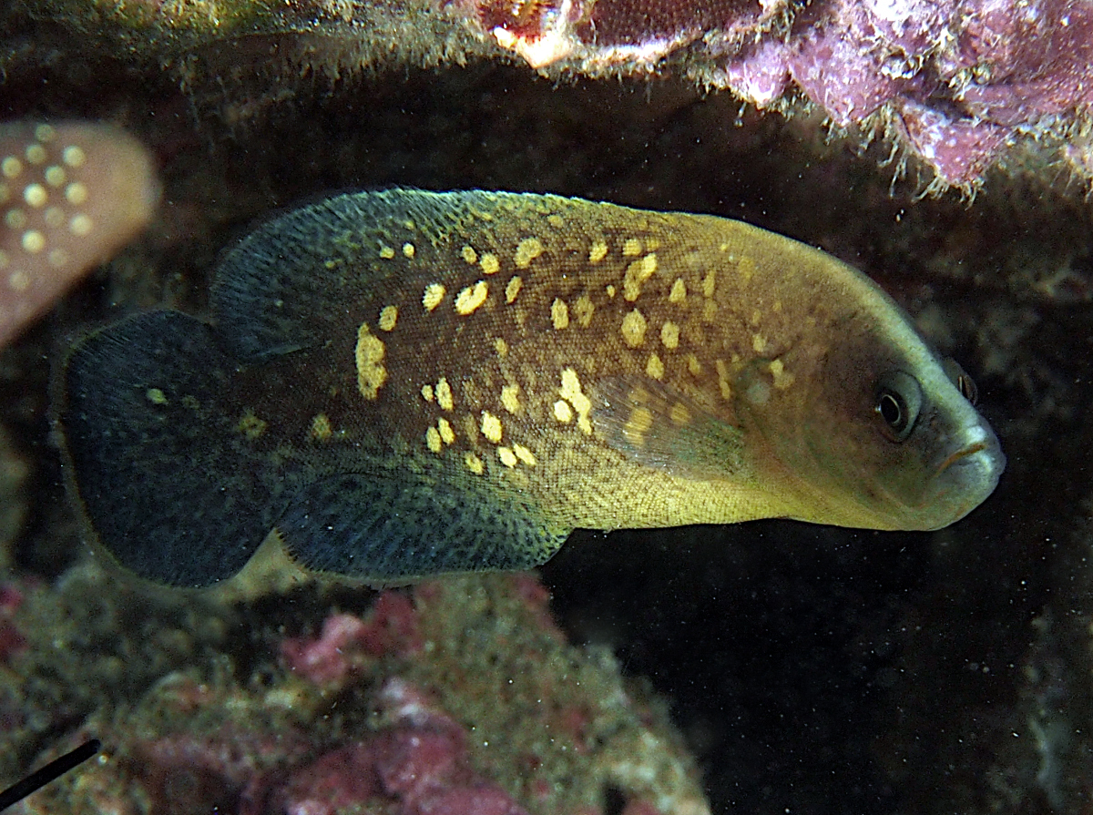 Mottled Soapfish - Rypticus bicolor