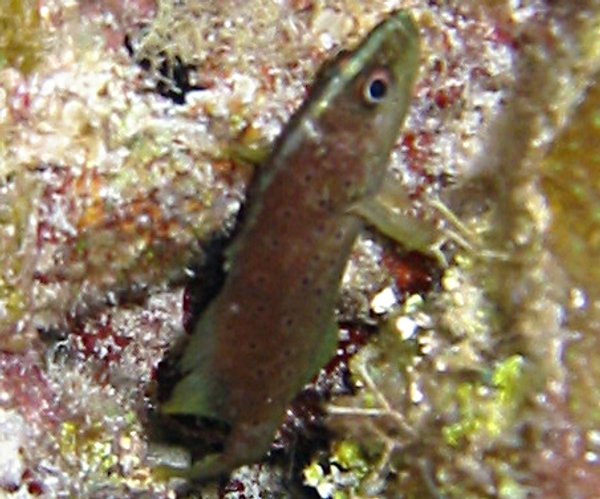 Spotted Soapfish - Rypticus subbifrenatus - Bimini, Bahamas