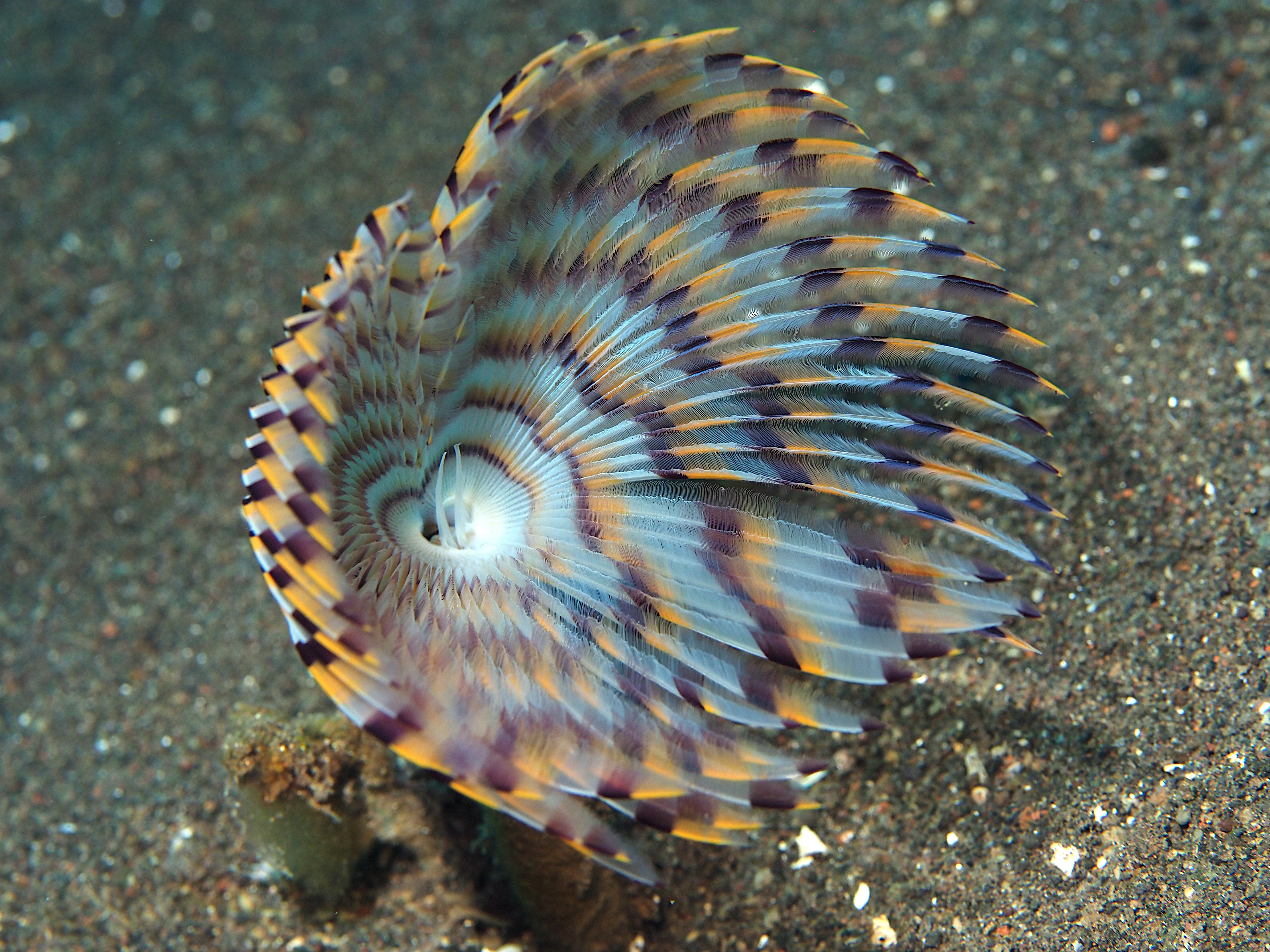 Sabellidae sp. 1 -  - Bali, Indonesia