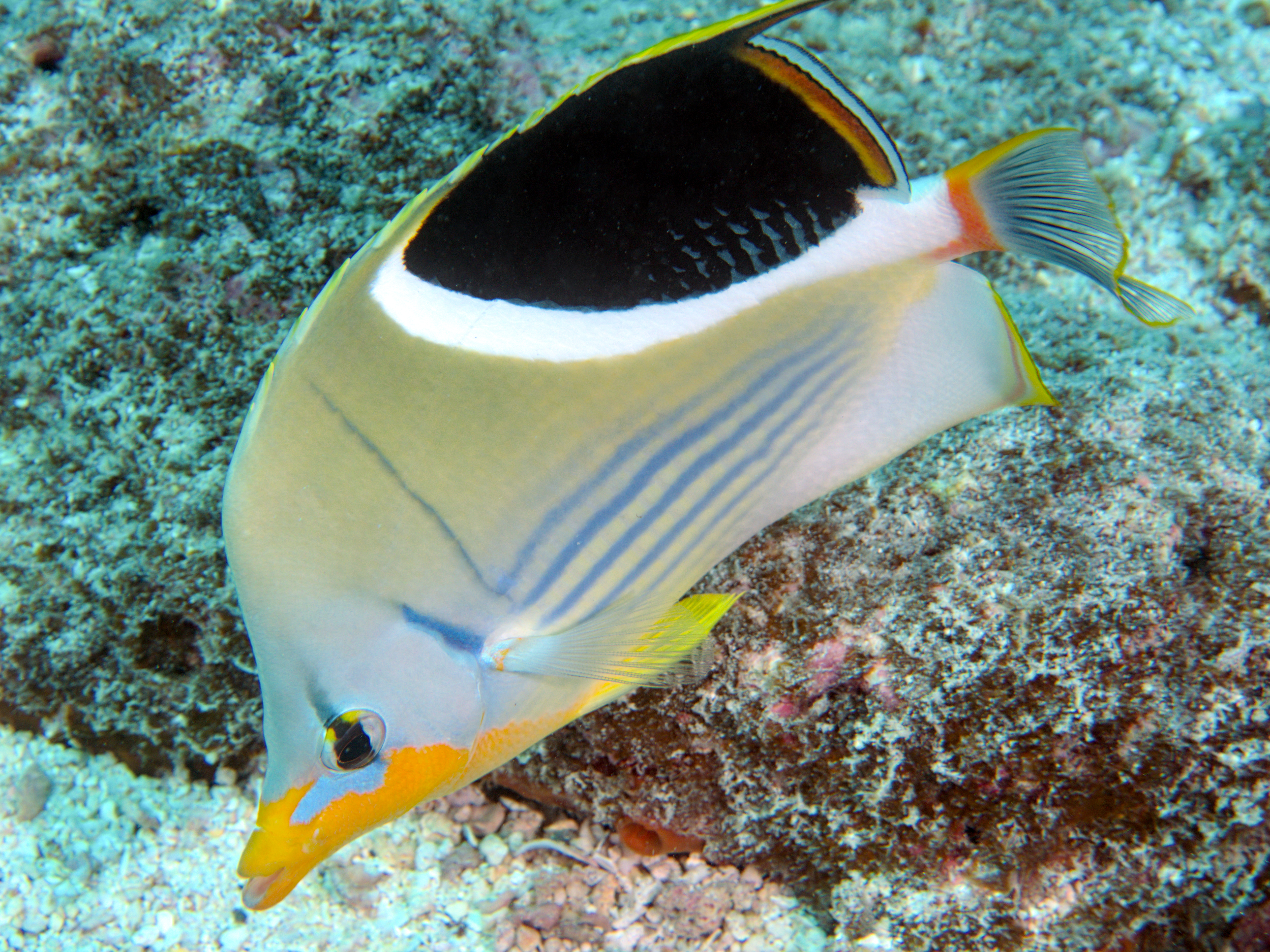 Saddled Butterflyfish - Chaetodon ephippium