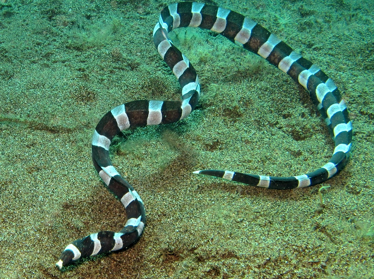 Saddled Snake Eel - Leiuranus semicinctus