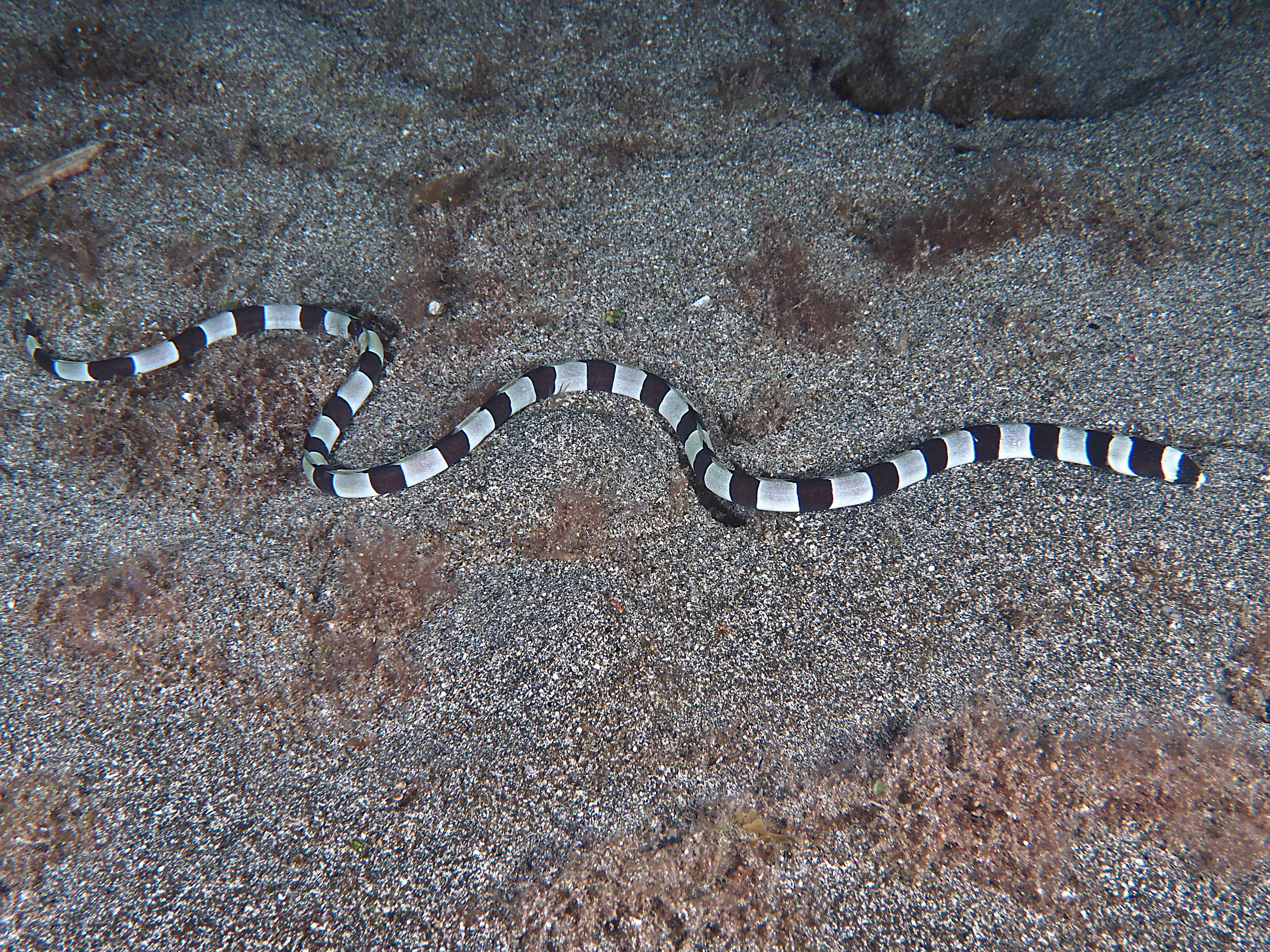 Banded Snake Eel - Myrichthys colubrinus