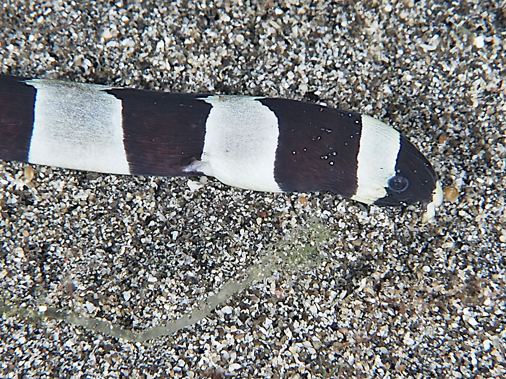 Banded Snake Eel - Myrichthys colubrinus