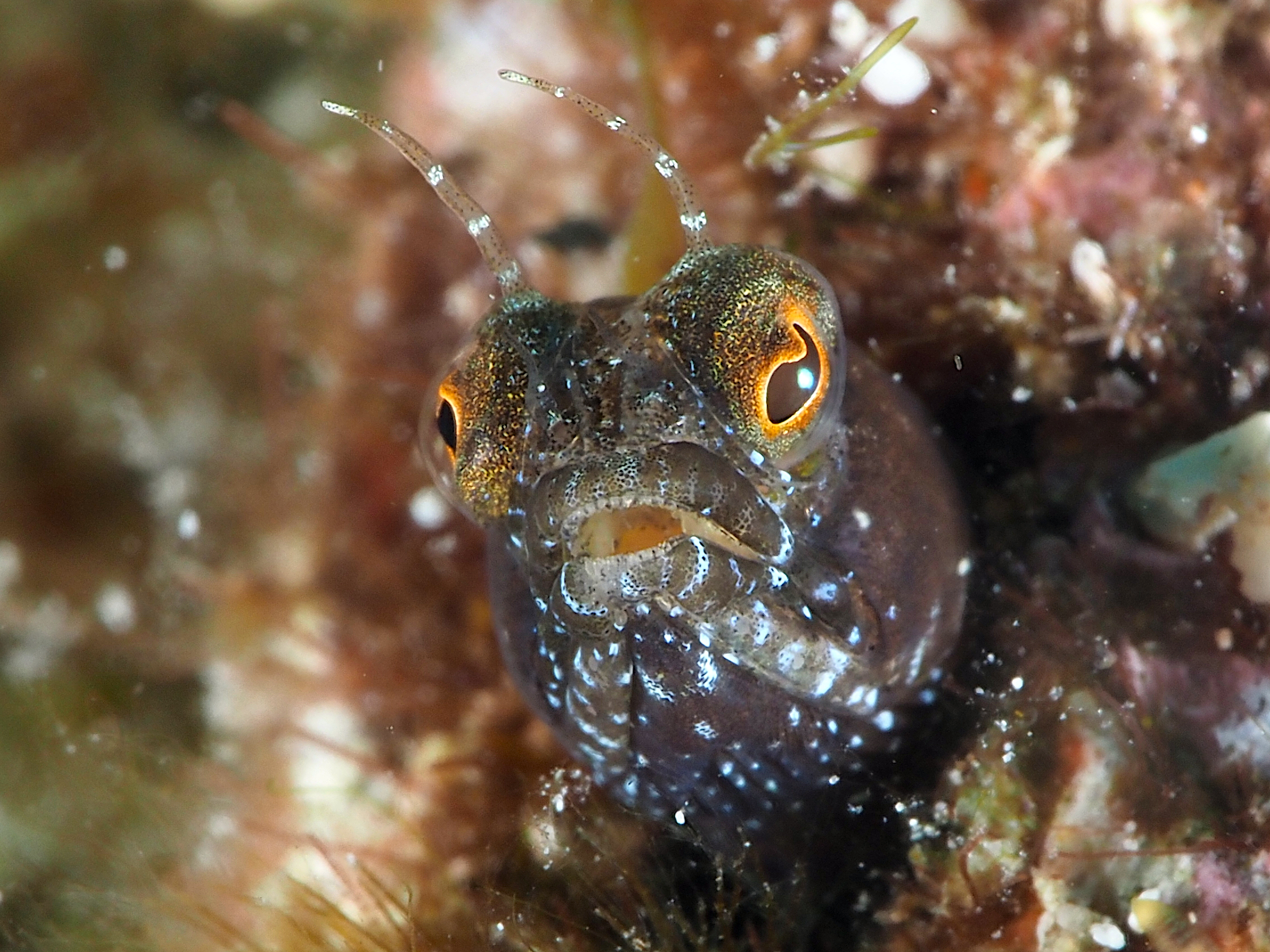 Sailfin Blenny - Emblemaria pandionis