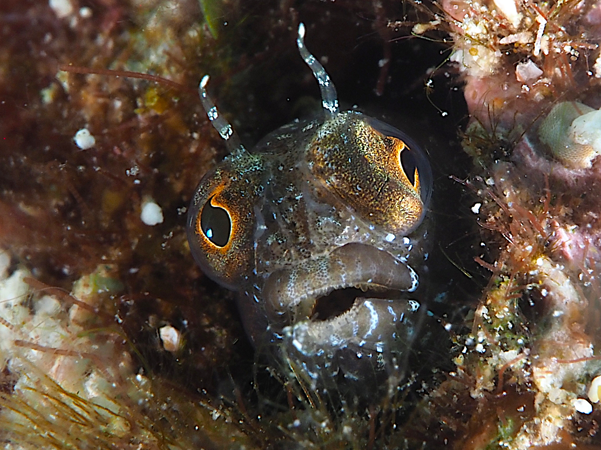 Sailfin Blenny - Emblemaria pandionis