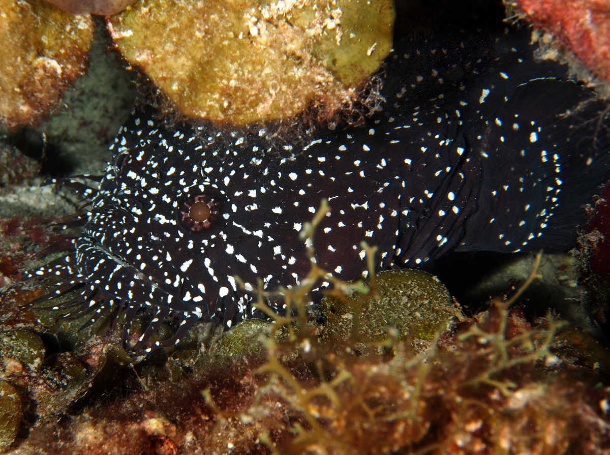 Whitespotted Toadfish - Sanopus astrifer