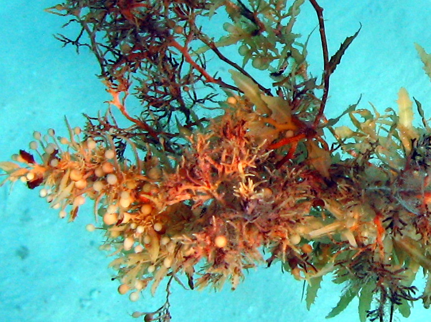 Sargassum Seaweed - Sargassum fluitans - Isla Mujeres, Mexico
