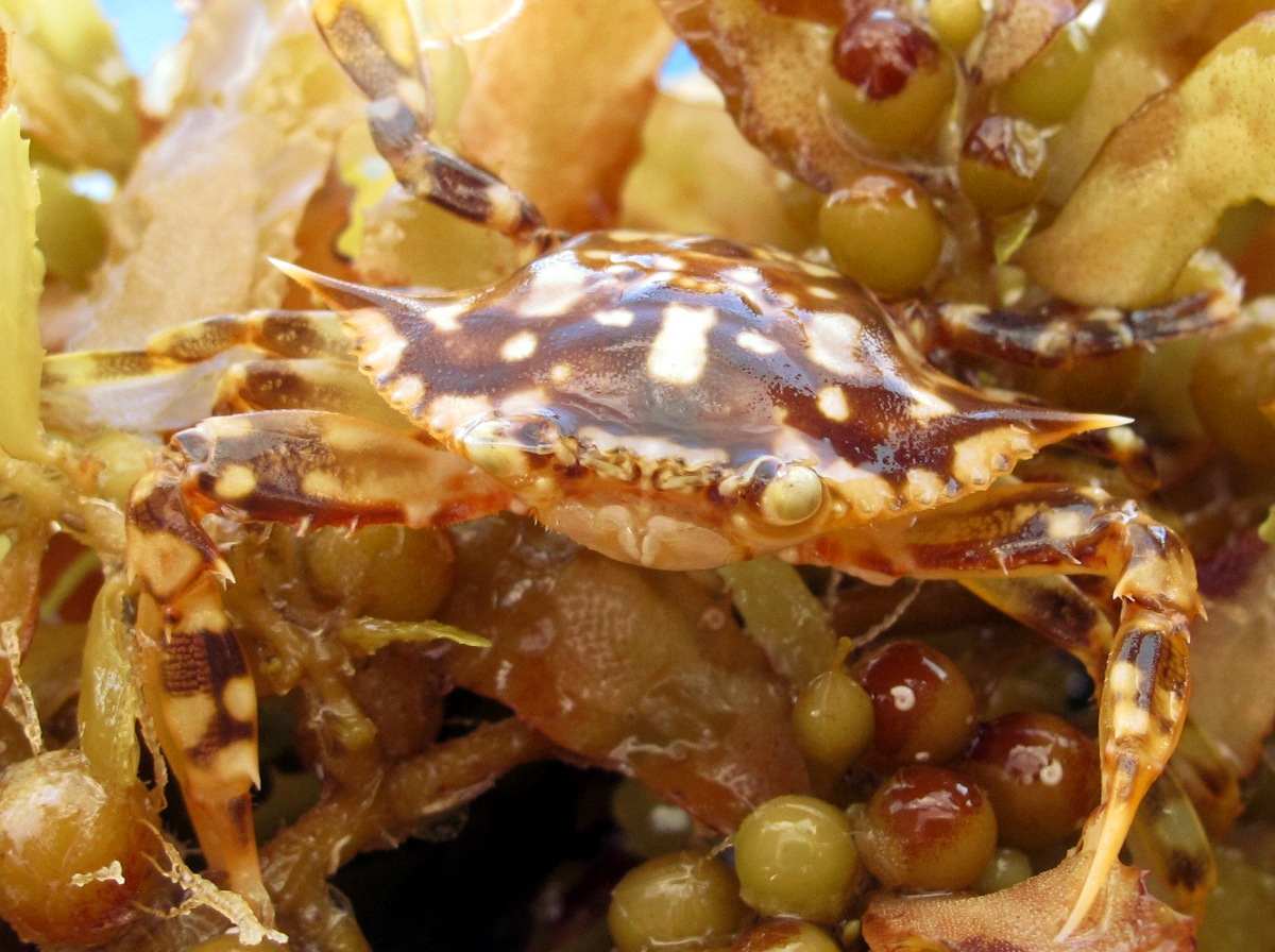 Sargassum Swimming Crab - Portunus sayi