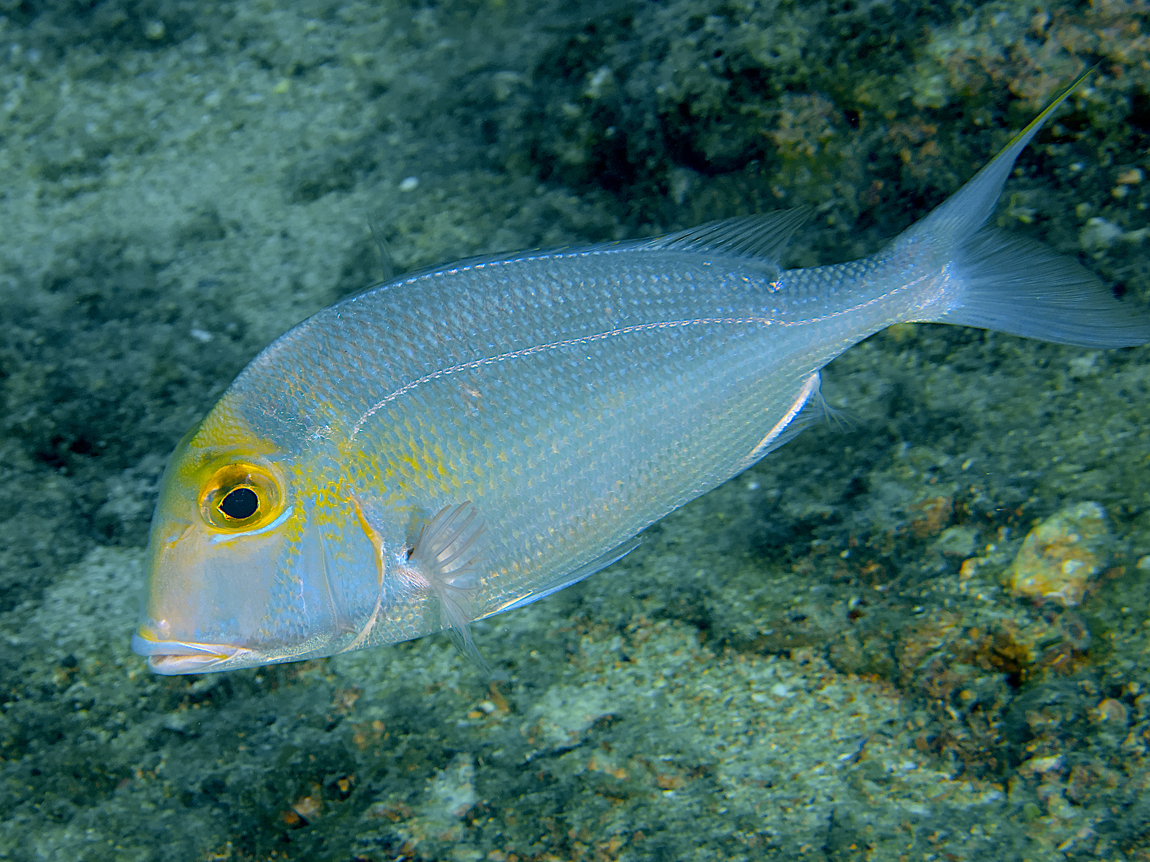 Saucereye Porgy - Calamus calamus