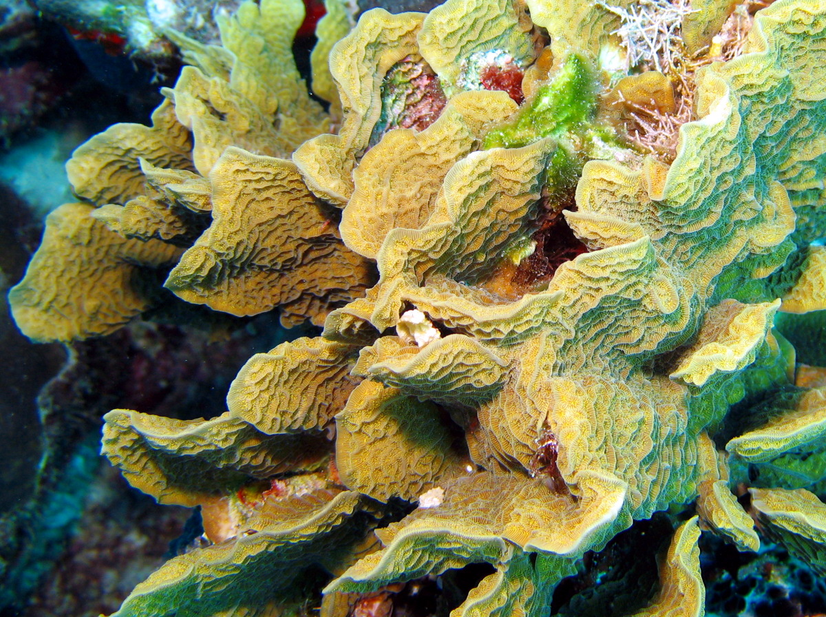 Scaled Lettuce Coral - Agaricia agaricites f. danai