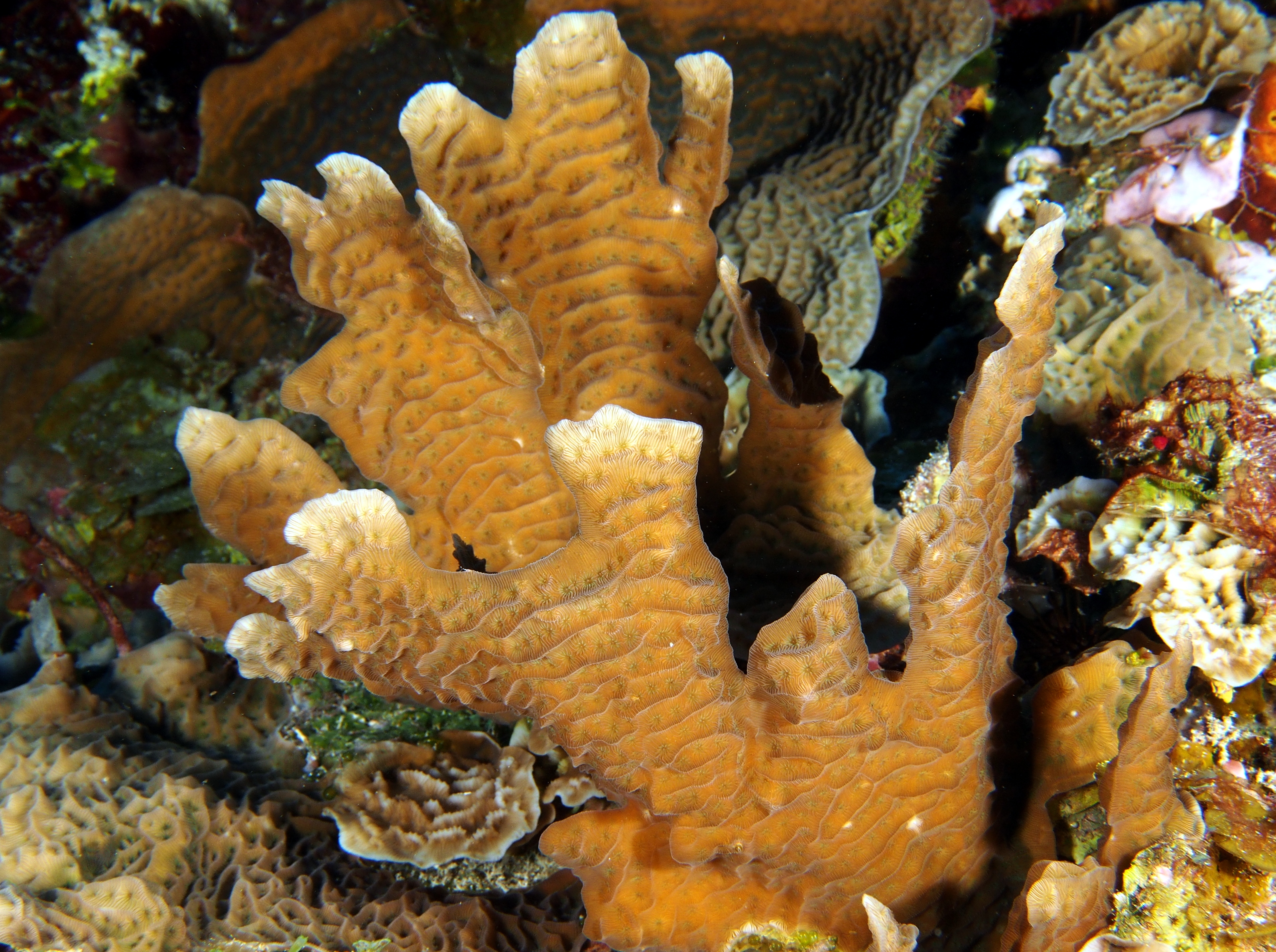 Scaled Lettuce Coral - Agaricia agaricites f. danai