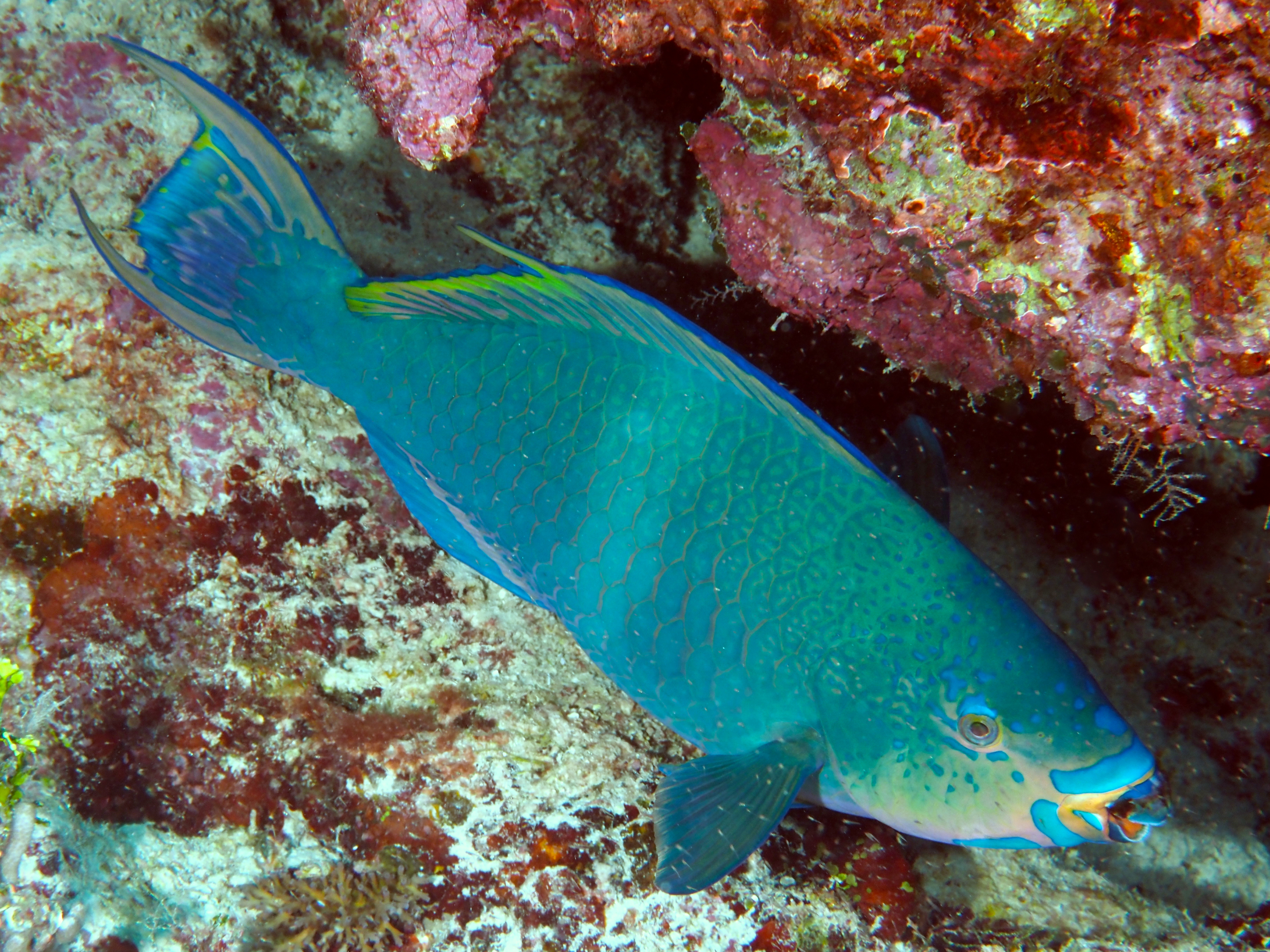 Filament-Fin Parrotfish - Scarus altipinnis