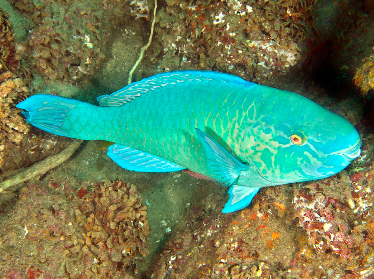Azure Parrotfish - Scarus compressus