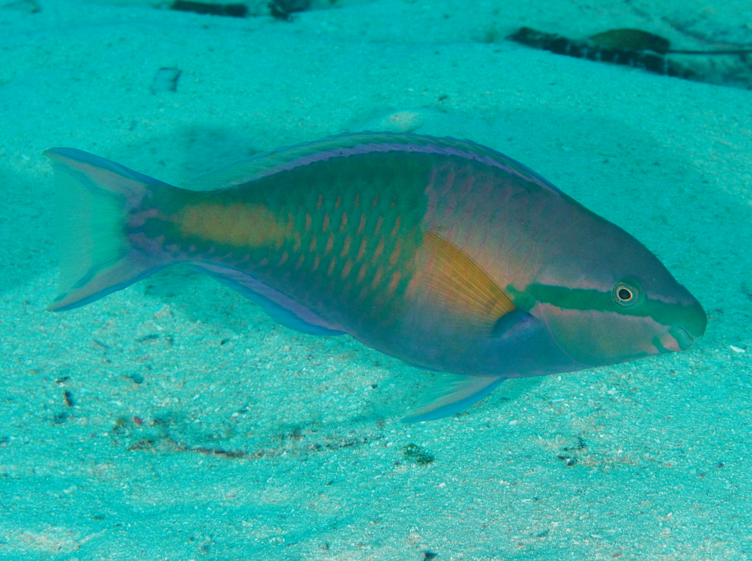 Yellowfin Parrotfish - Scarus flavipectoralis