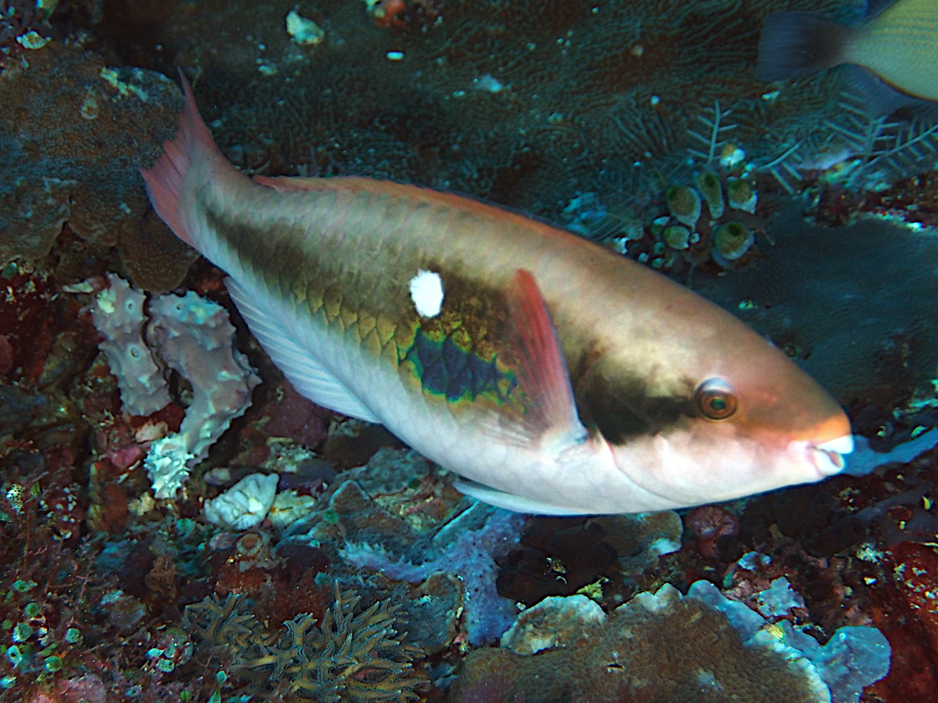 Bluepatch Parrotfish - Scarus forsteni