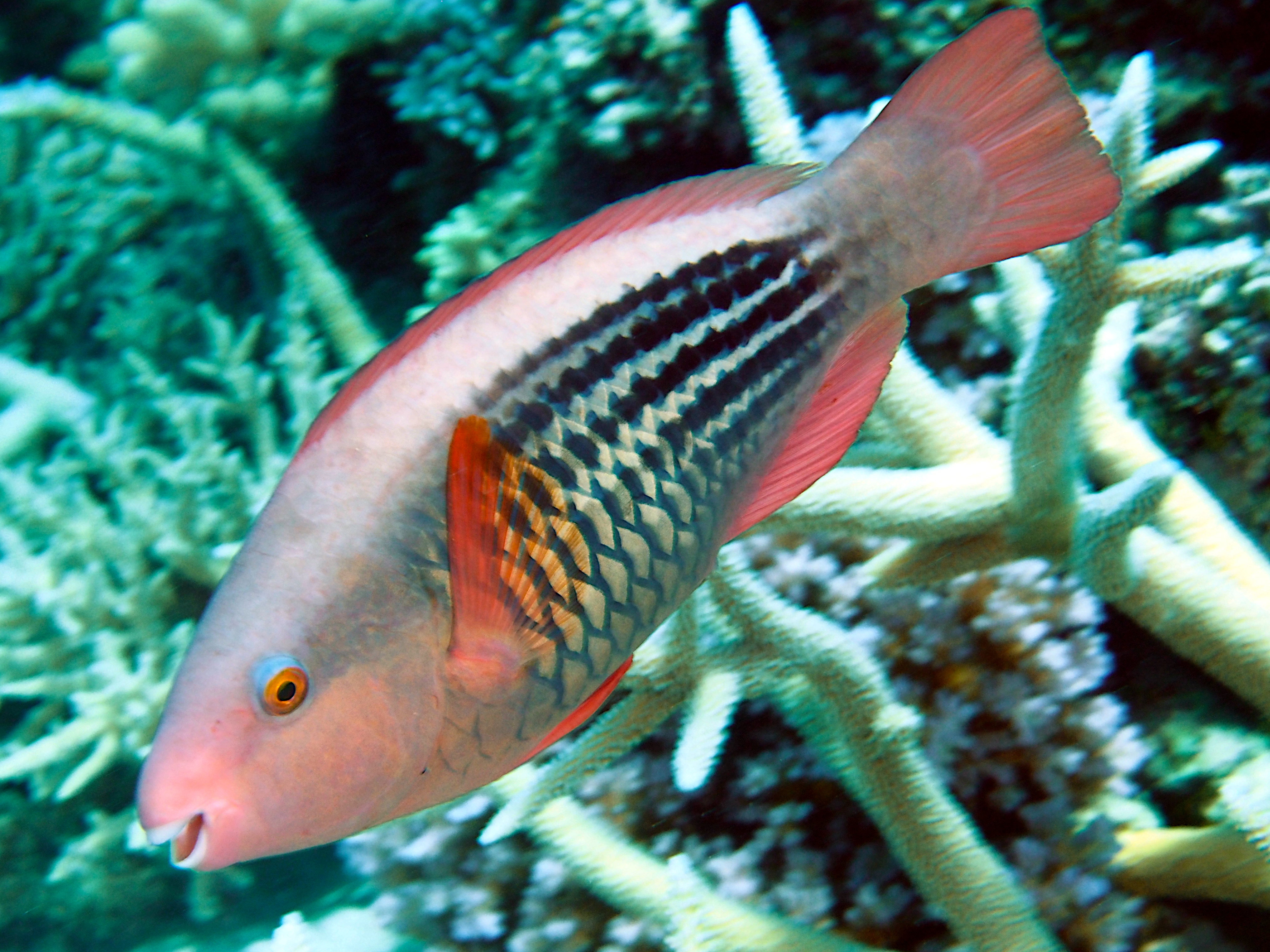 Bridled Parrotfish - Scarus frenatus - Great Barrier Reef, Australia