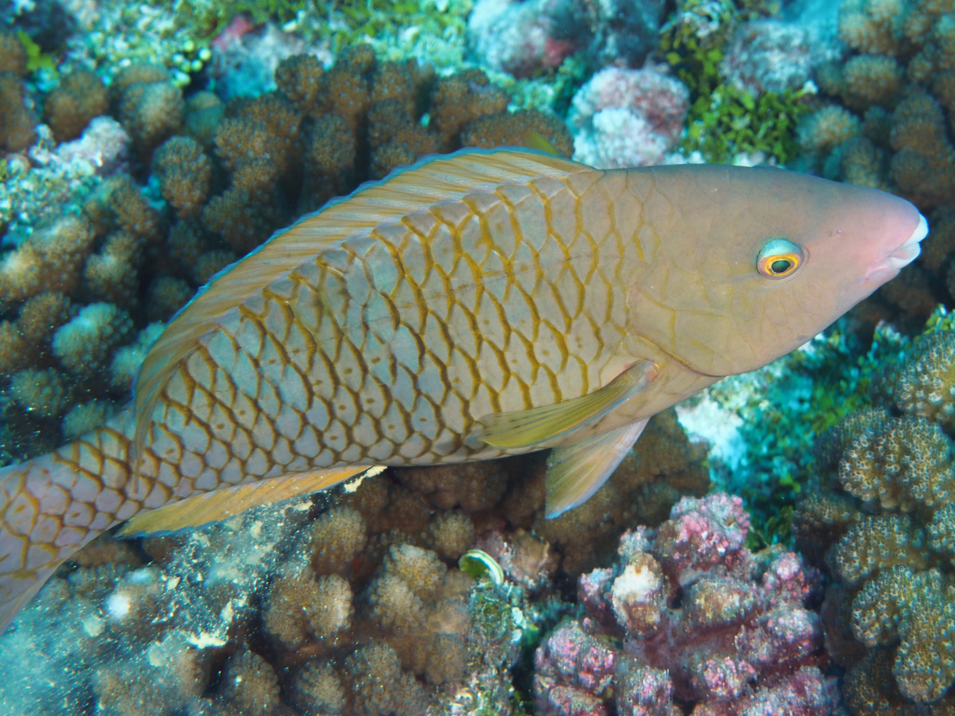 Blue-Barred Parrotfish - Scarus ghobban