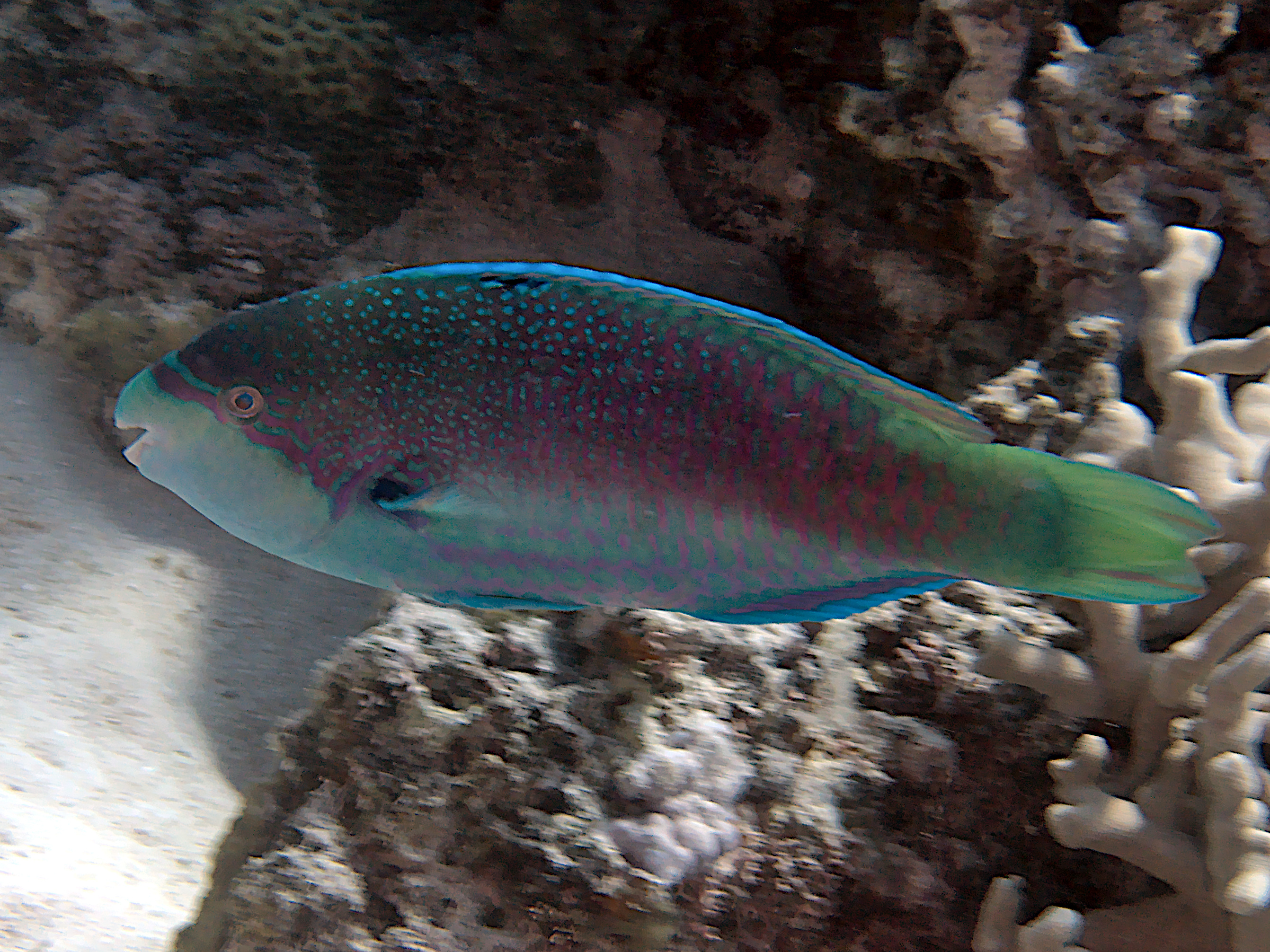 Violetline Parrotfish - Scarus globiceps