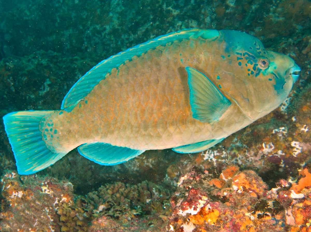Bumphead Parrotfish - Scarus perrico
