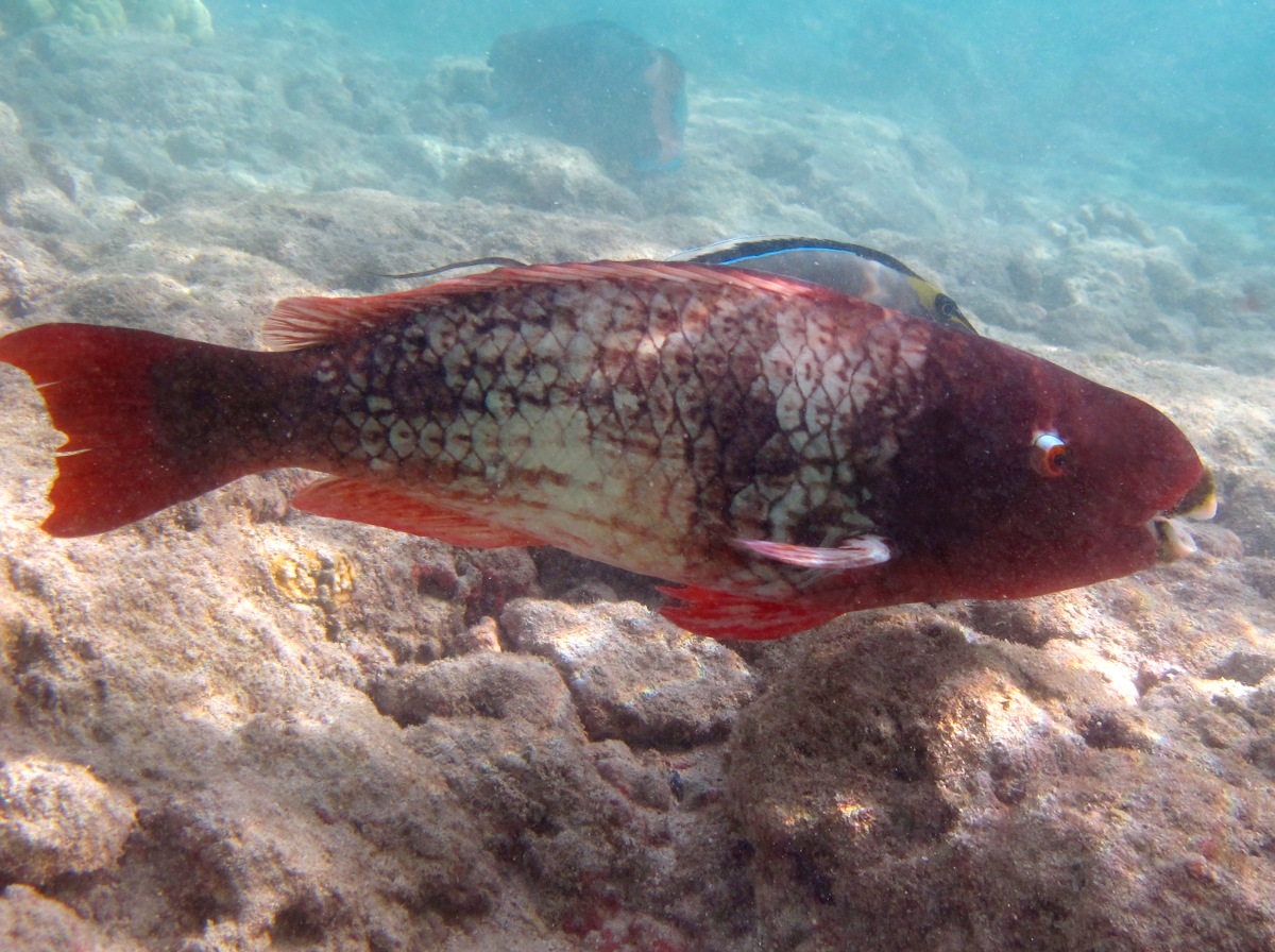 Redlip Parrotfish - Scarus rubroviolaceus