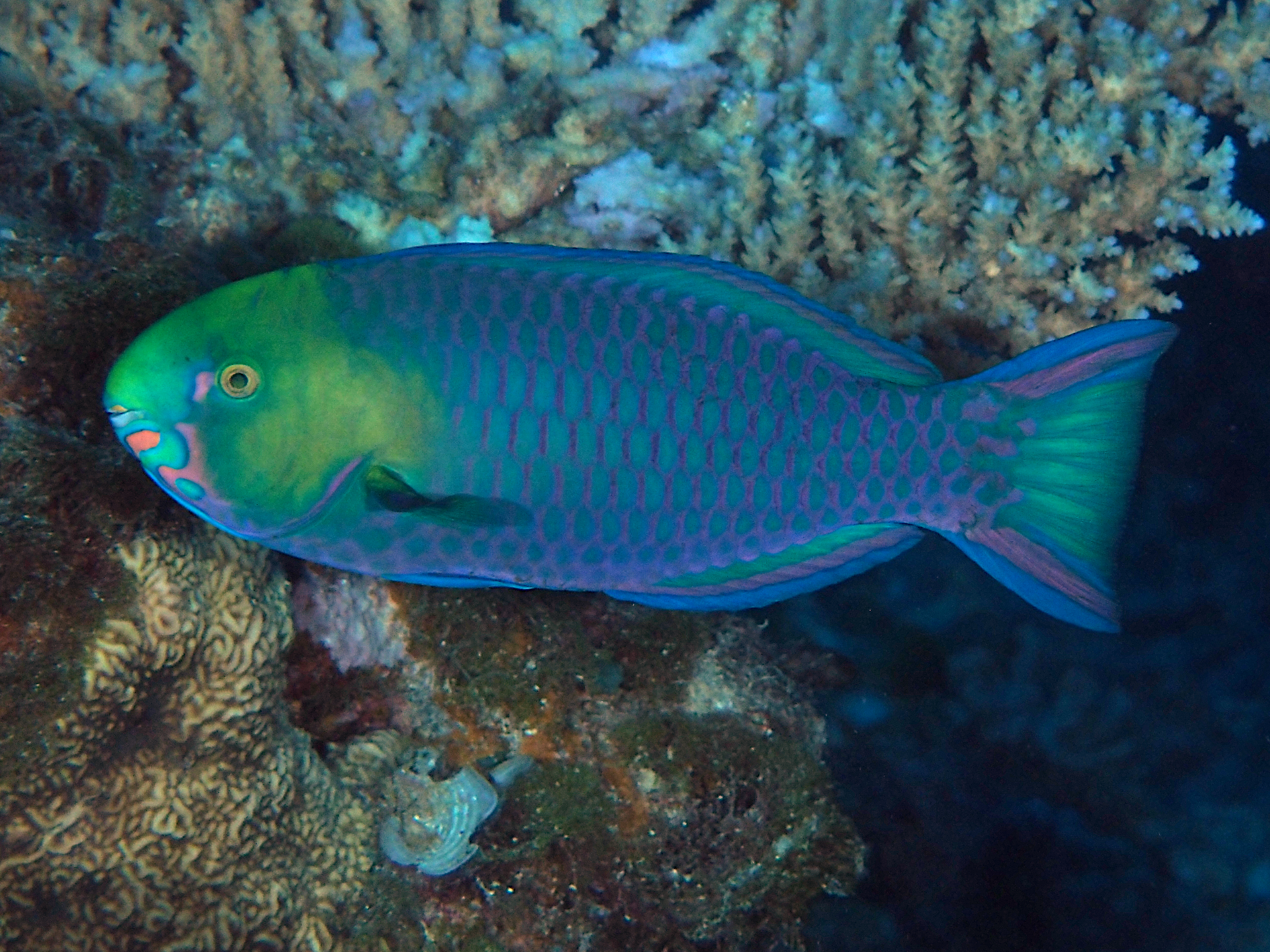 Greensnout Parrotfish - Scarus spinus