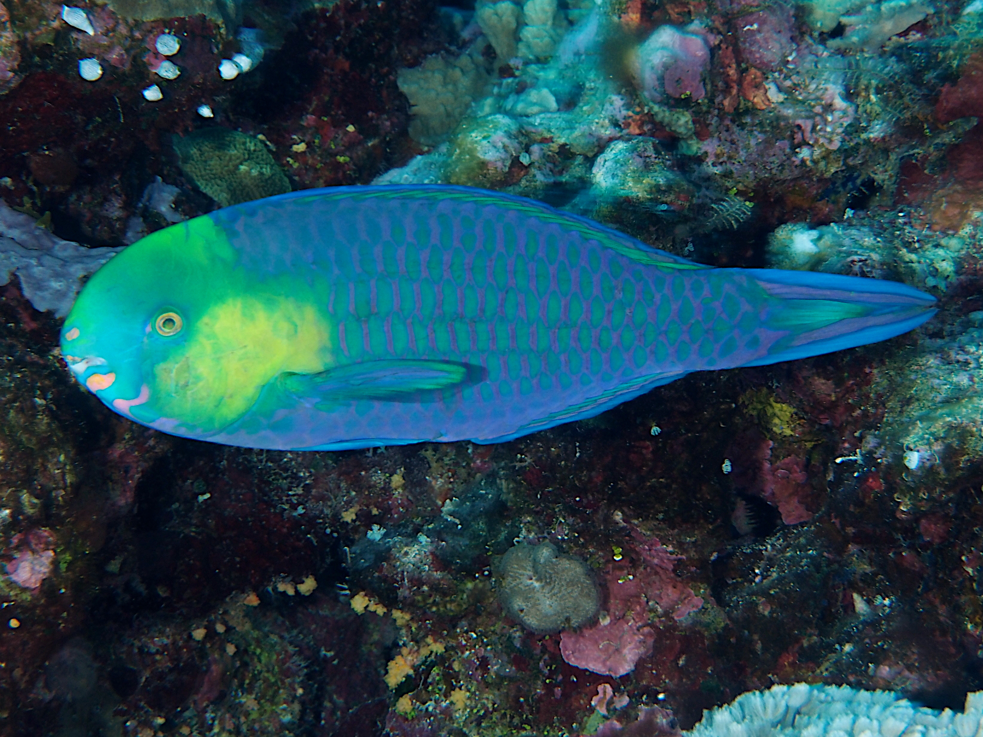 Greensnout Parrotfish - Scarus spinus