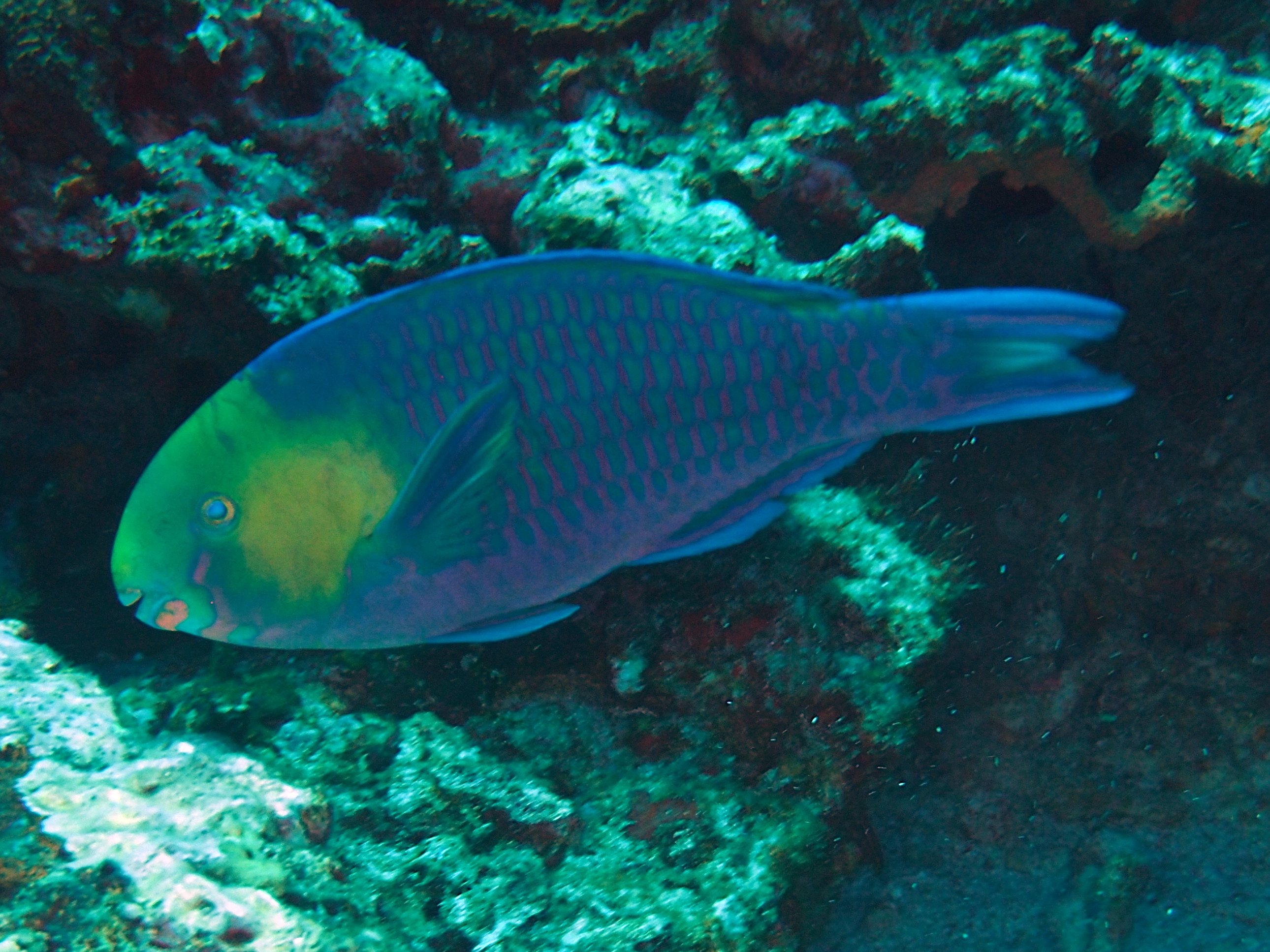 Greensnout Parrotfish - Scarus spinus