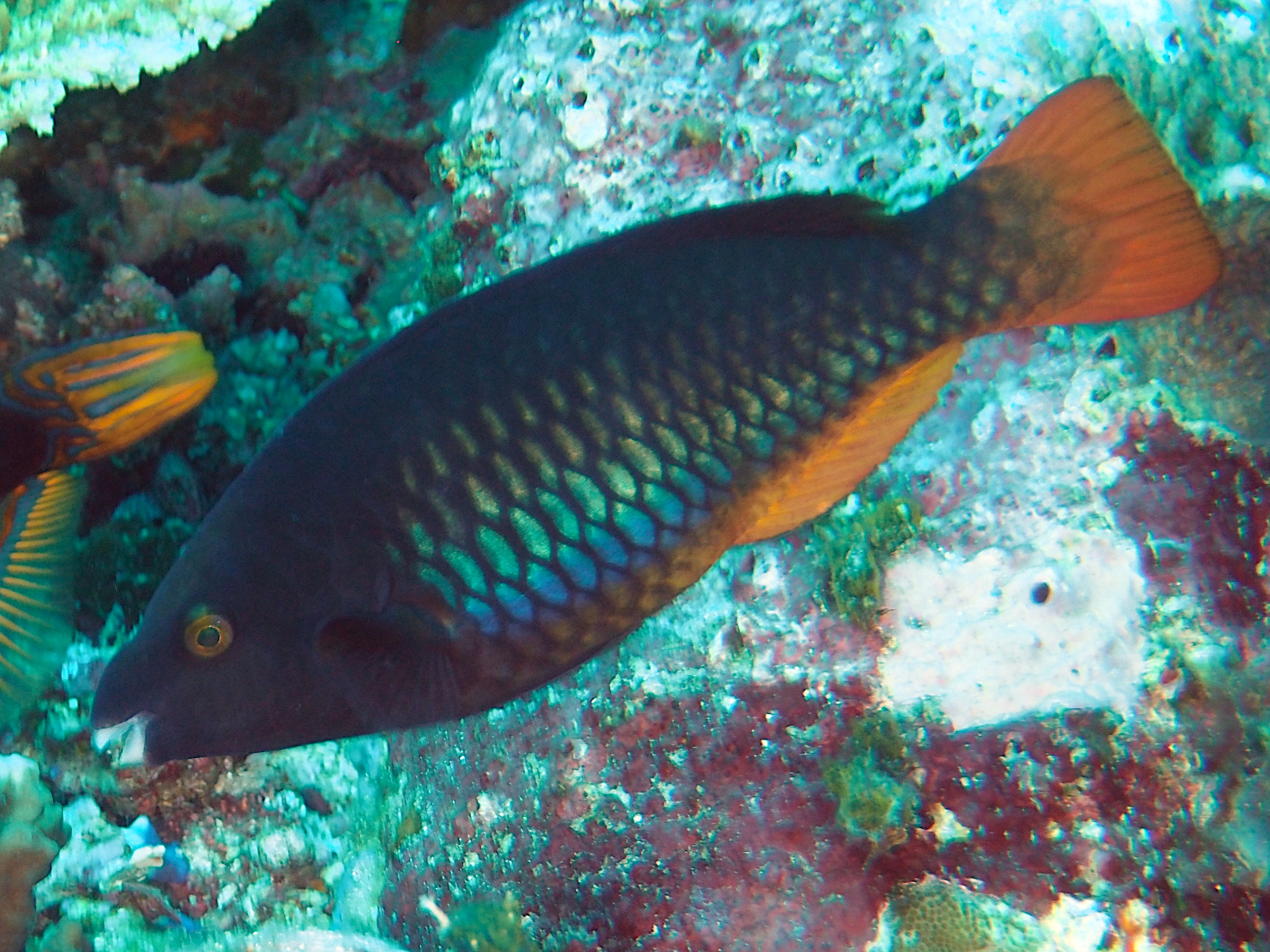 Tricolor Parrotfish - Scarus tricolor - Komodo, Indonesia
