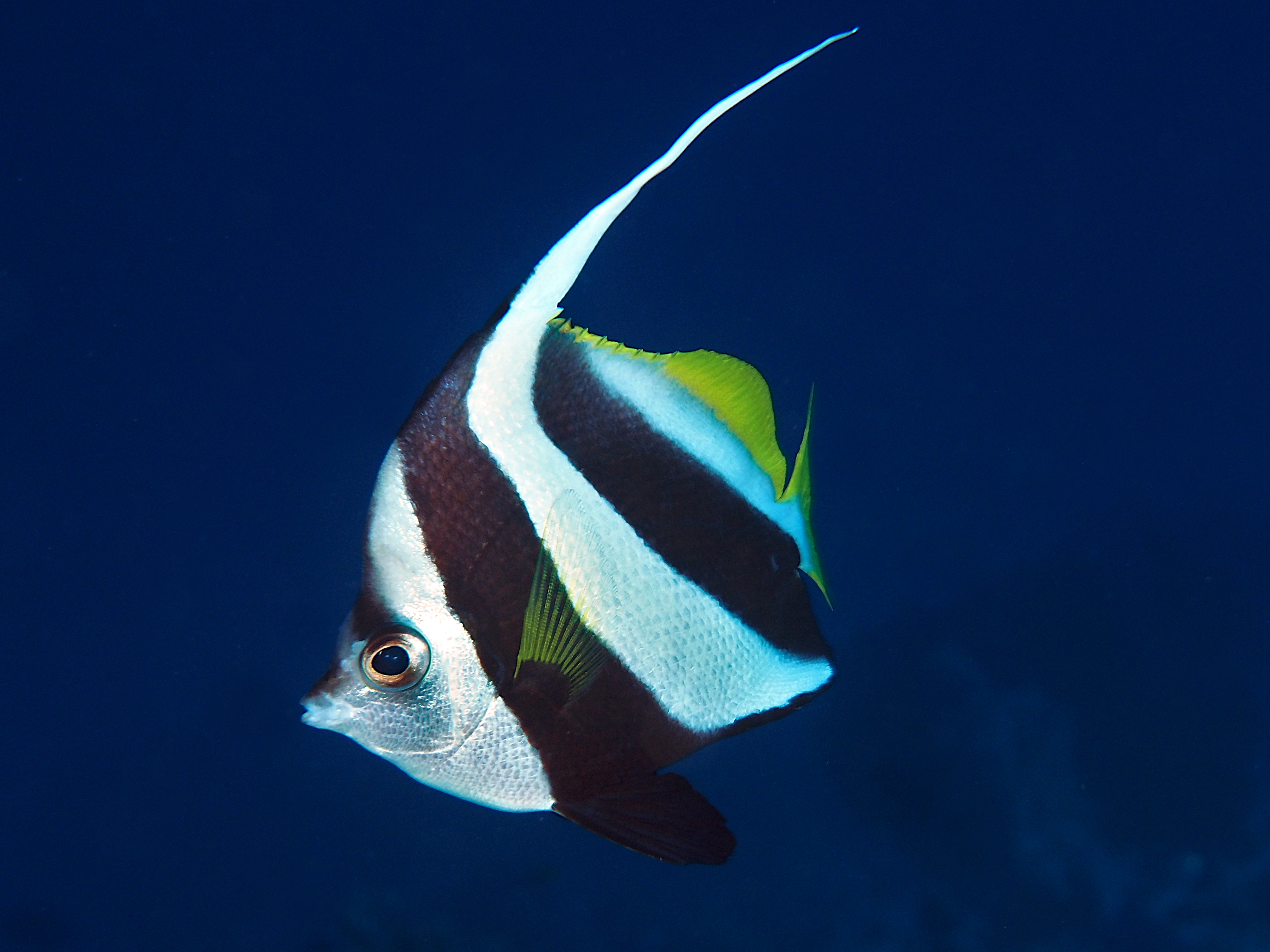 Schooling Bannerfish - Heniochus diphreutes