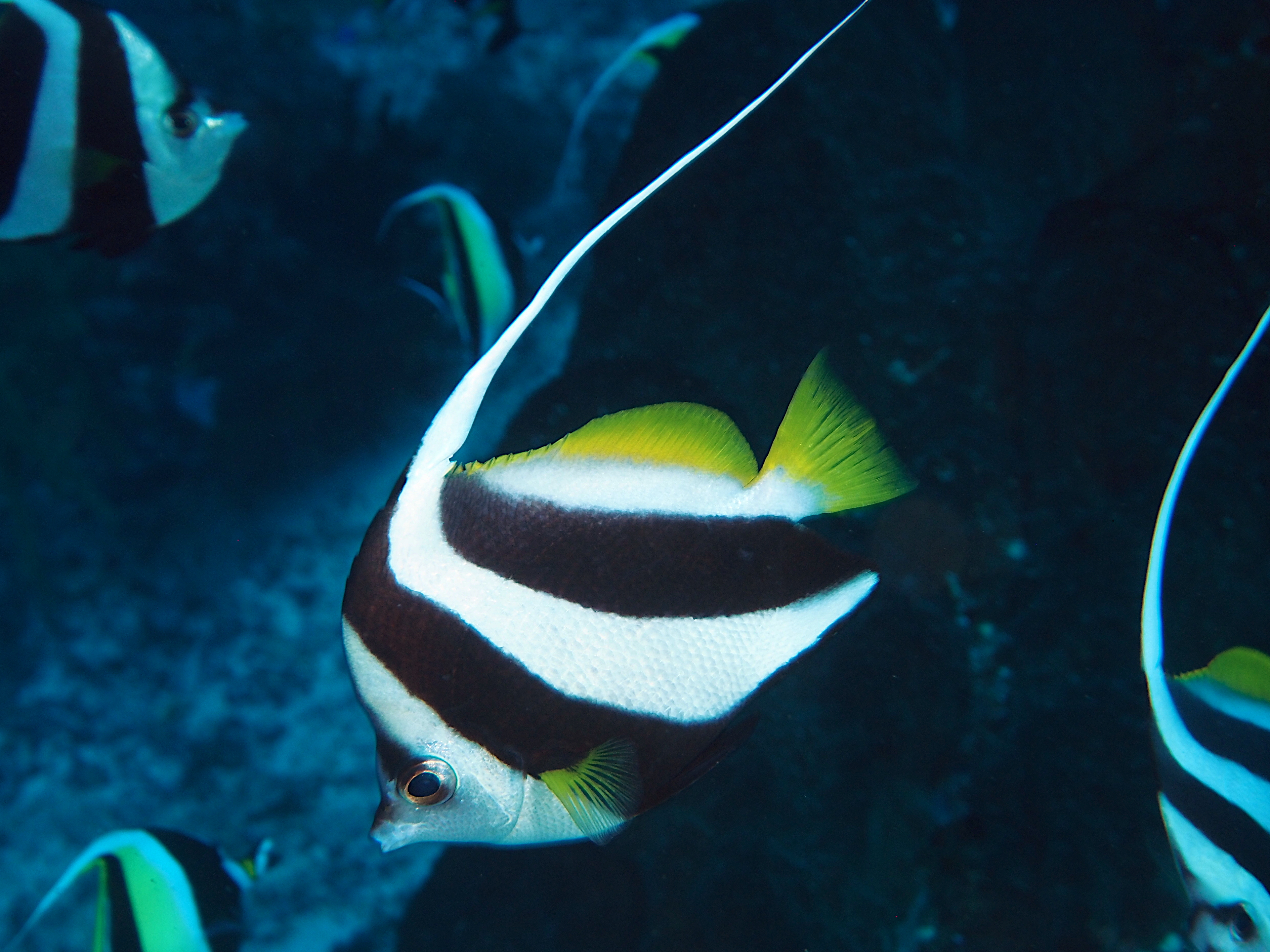 Schooling Bannerfish - Heniochus diphreutes