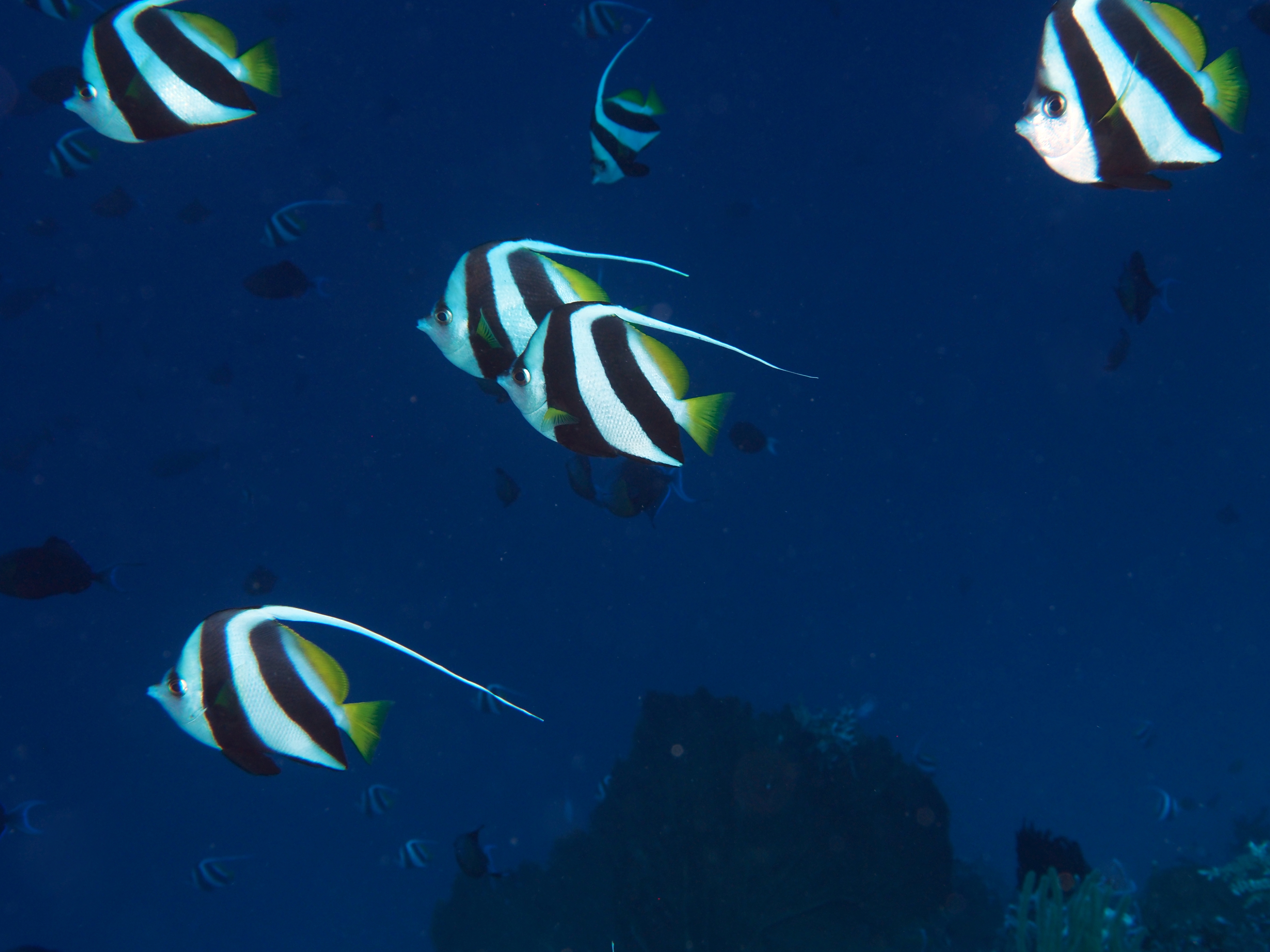 Schooling Bannerfish - Heniochus diphreutes