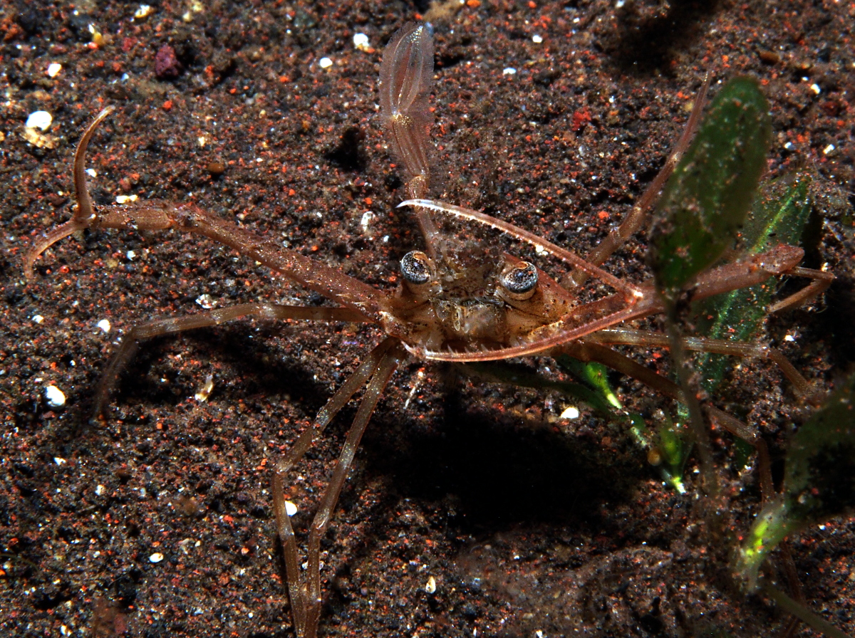 Scissor Swimming Crab - Lupocyclus philippinensis