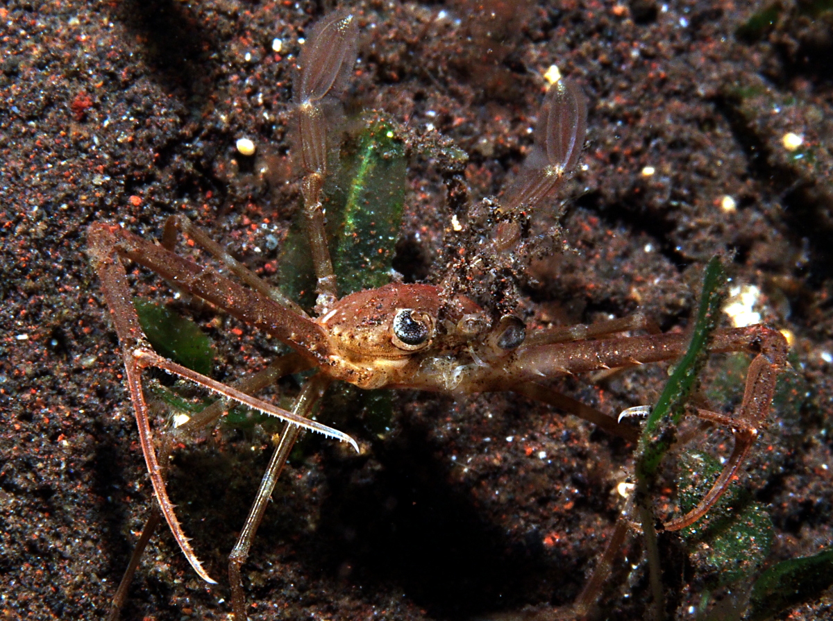 Scissor Swimming Crab - Lupocyclus philippinensis