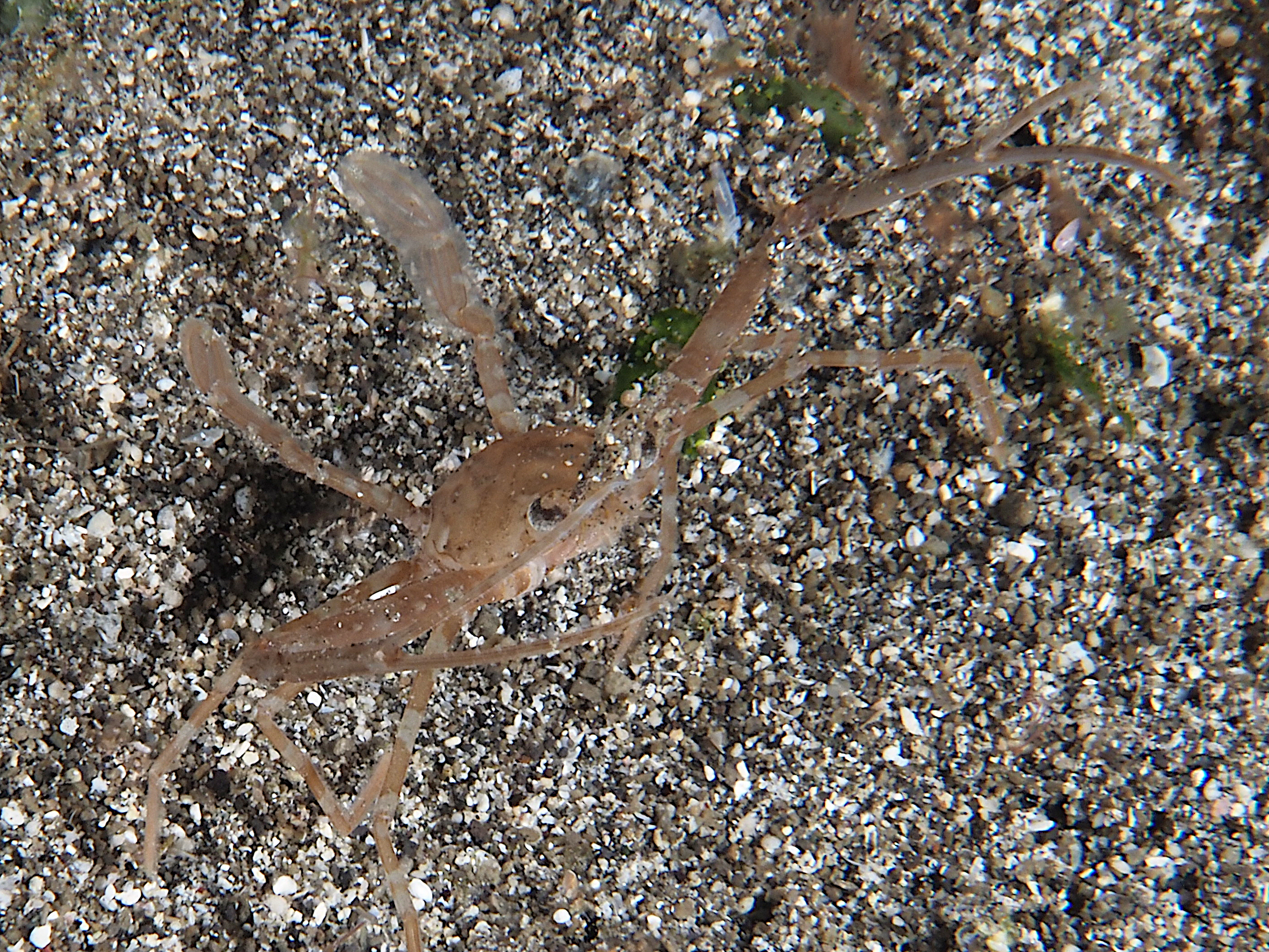 Scissor Swimming Crab - Lupocyclus philippinensis