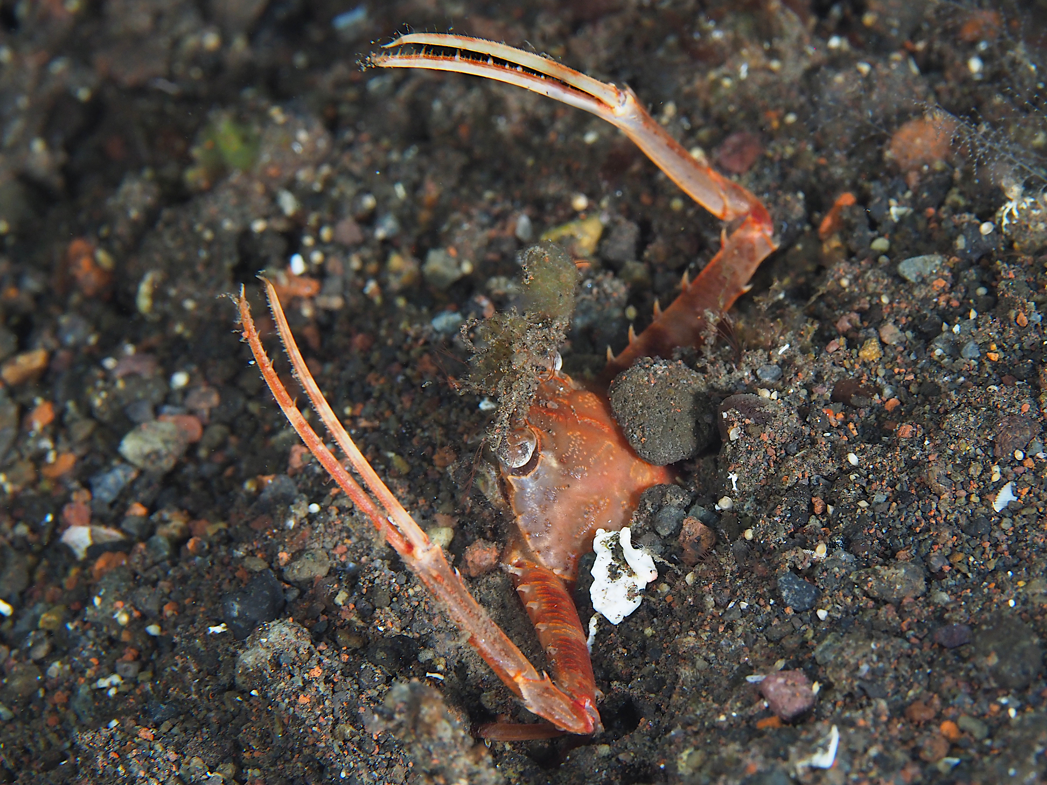 Scissor Swimming Crab - Lupocyclus philippinensis
