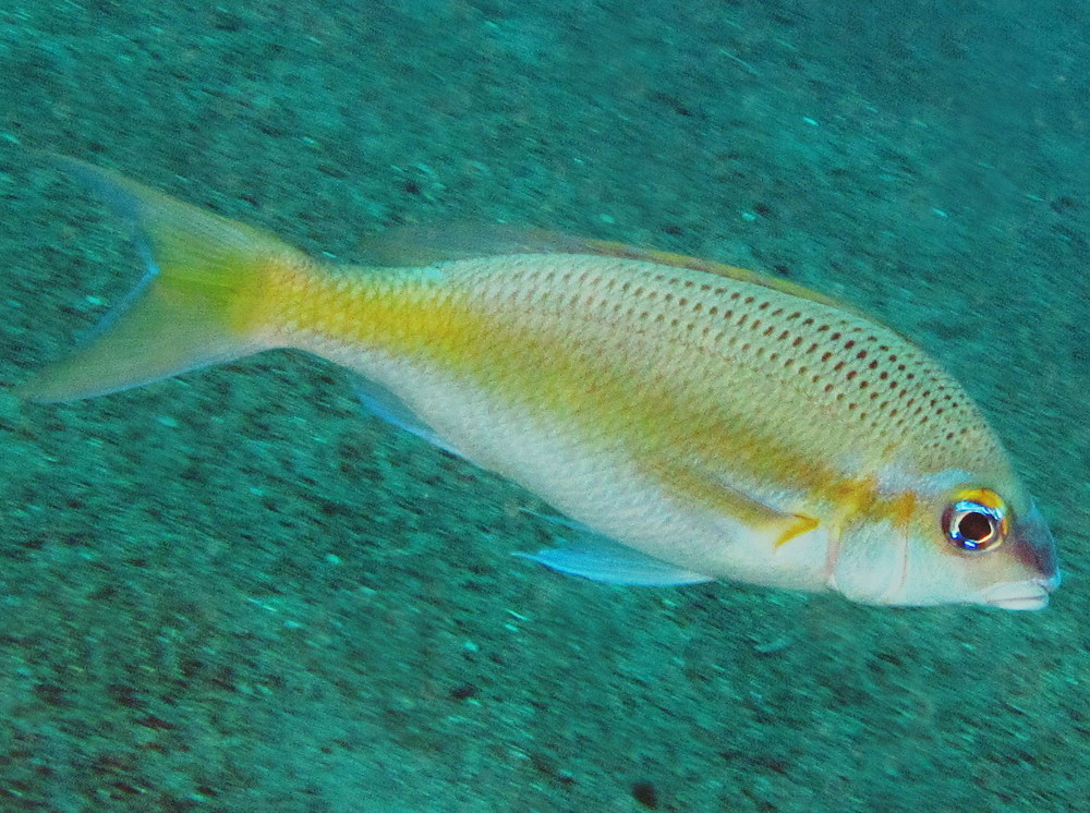 Pale Monocle Bream - Scolopsis affinis