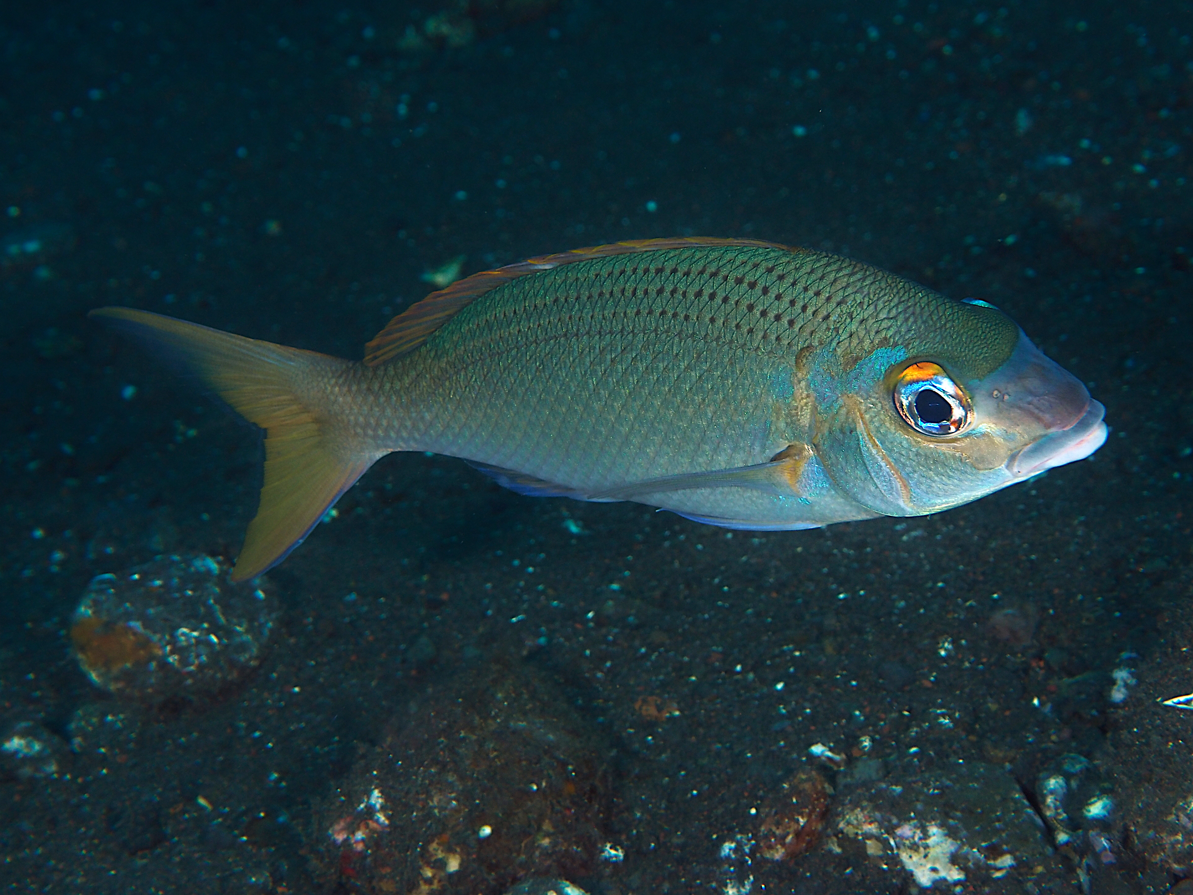 Pale Monocle Bream - Scolopsis affinis
