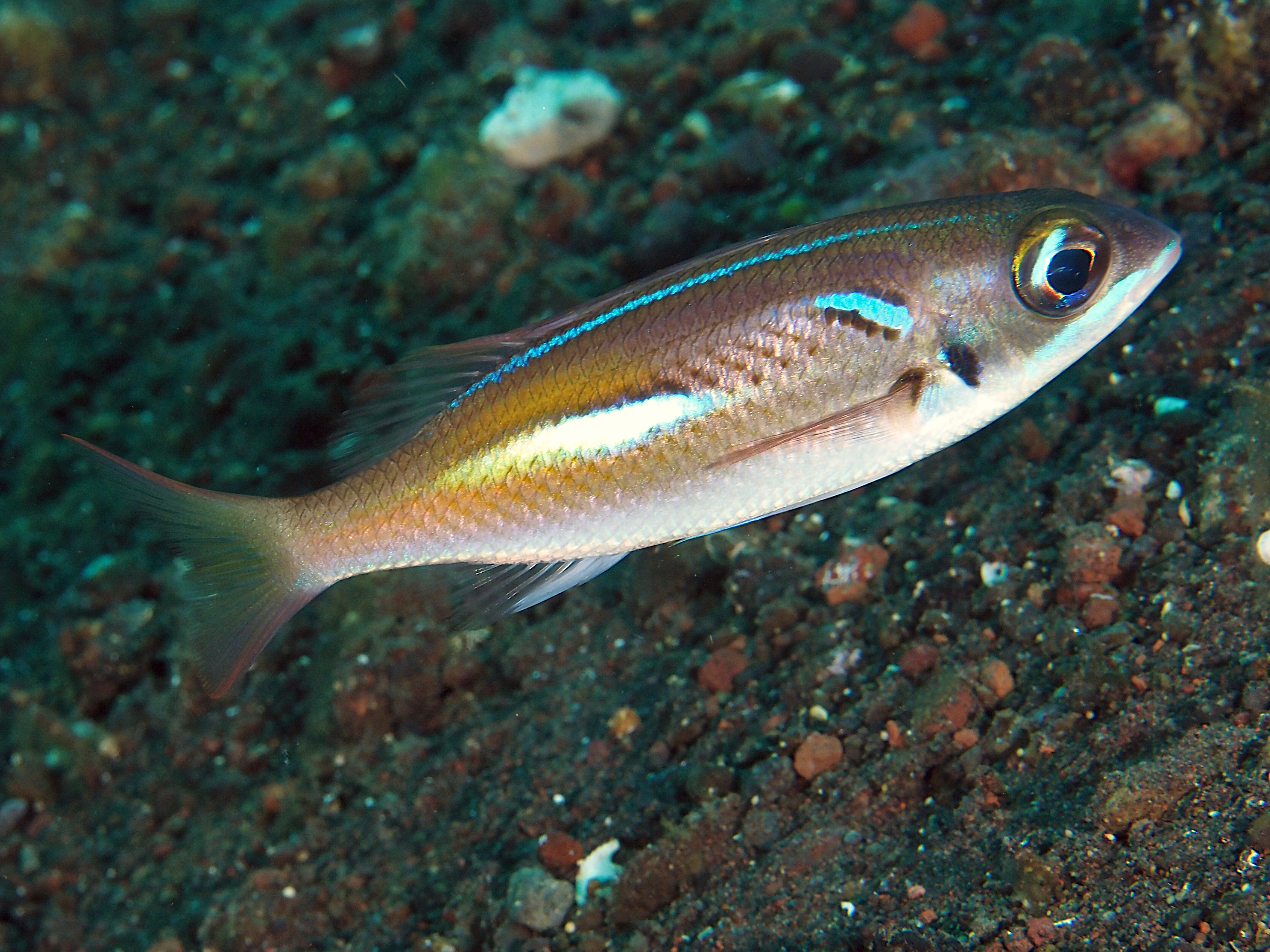 Pearl-Streaked Monocle Bream - Scolopsis xenochroa