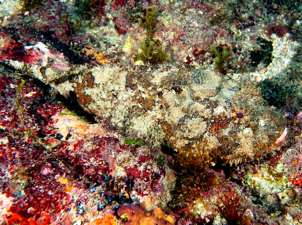 Pacific Spotted Scorpionfish - Scorpaena mystes