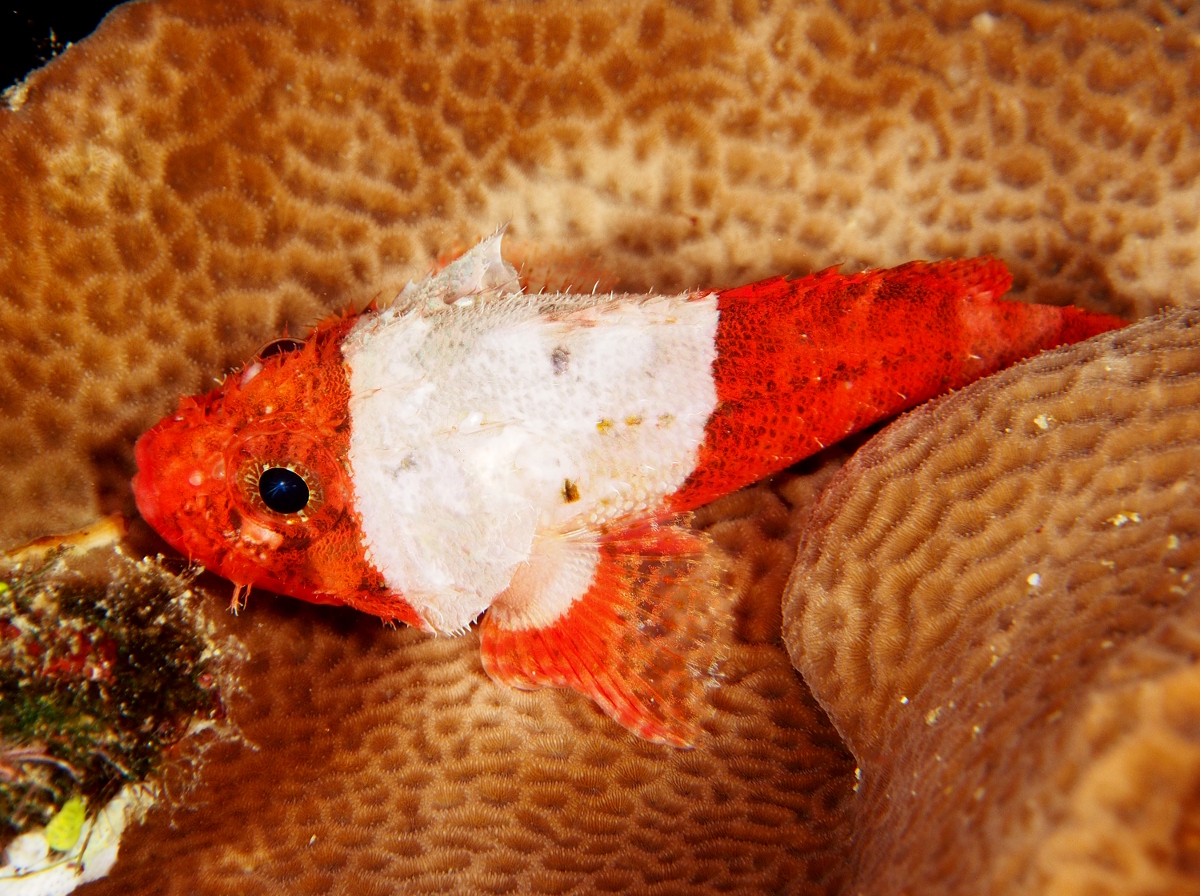 Shortfin Scorpionfish - Scorpaenodes parvipinnis - Fiji