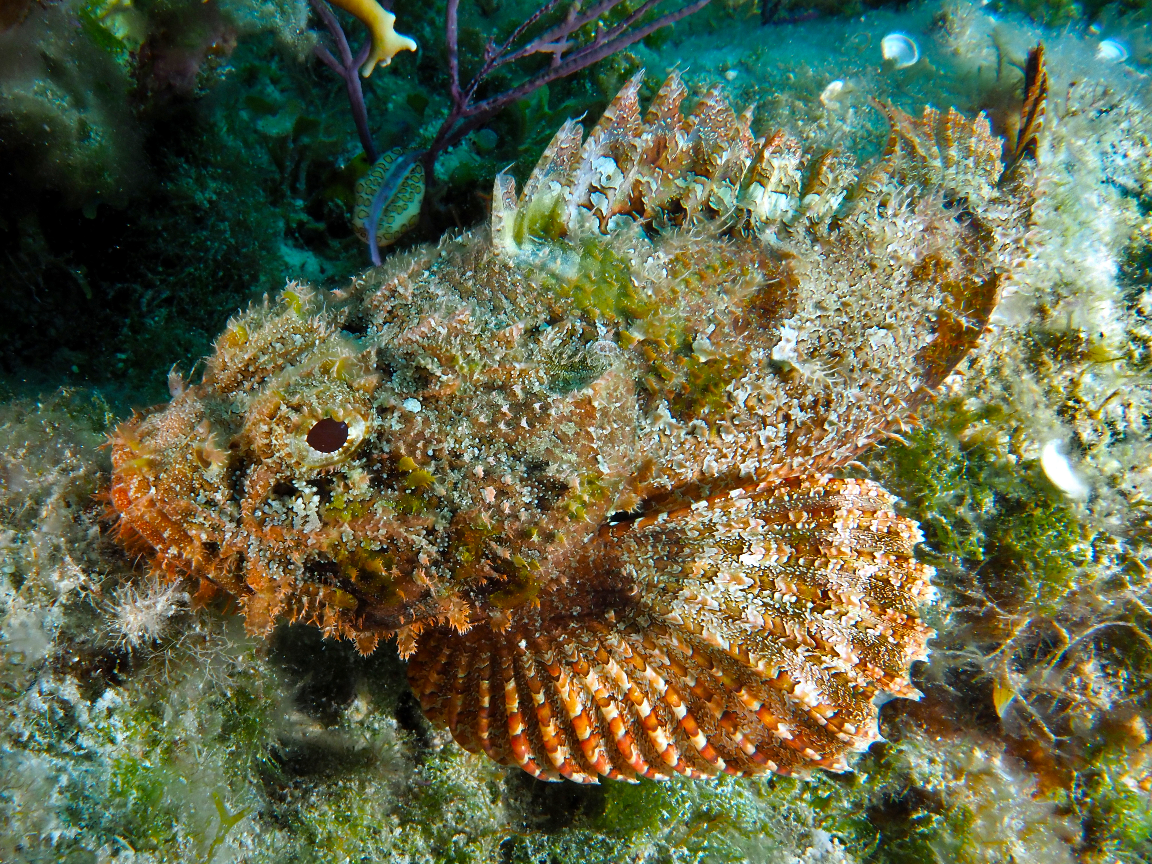 Spotted Scorpionfish - Scorpaena plumieri