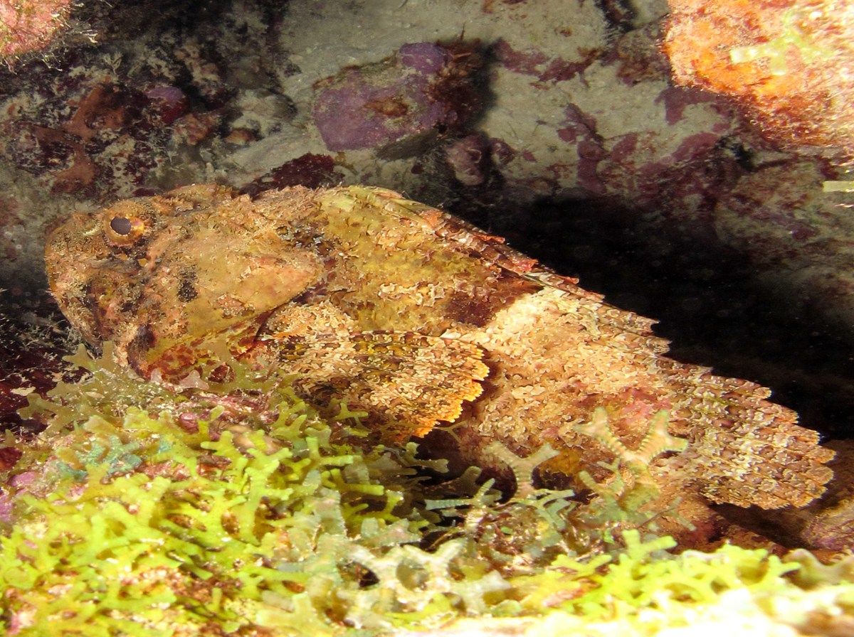 Spotted Scorpionfish - Scorpaena plumieri