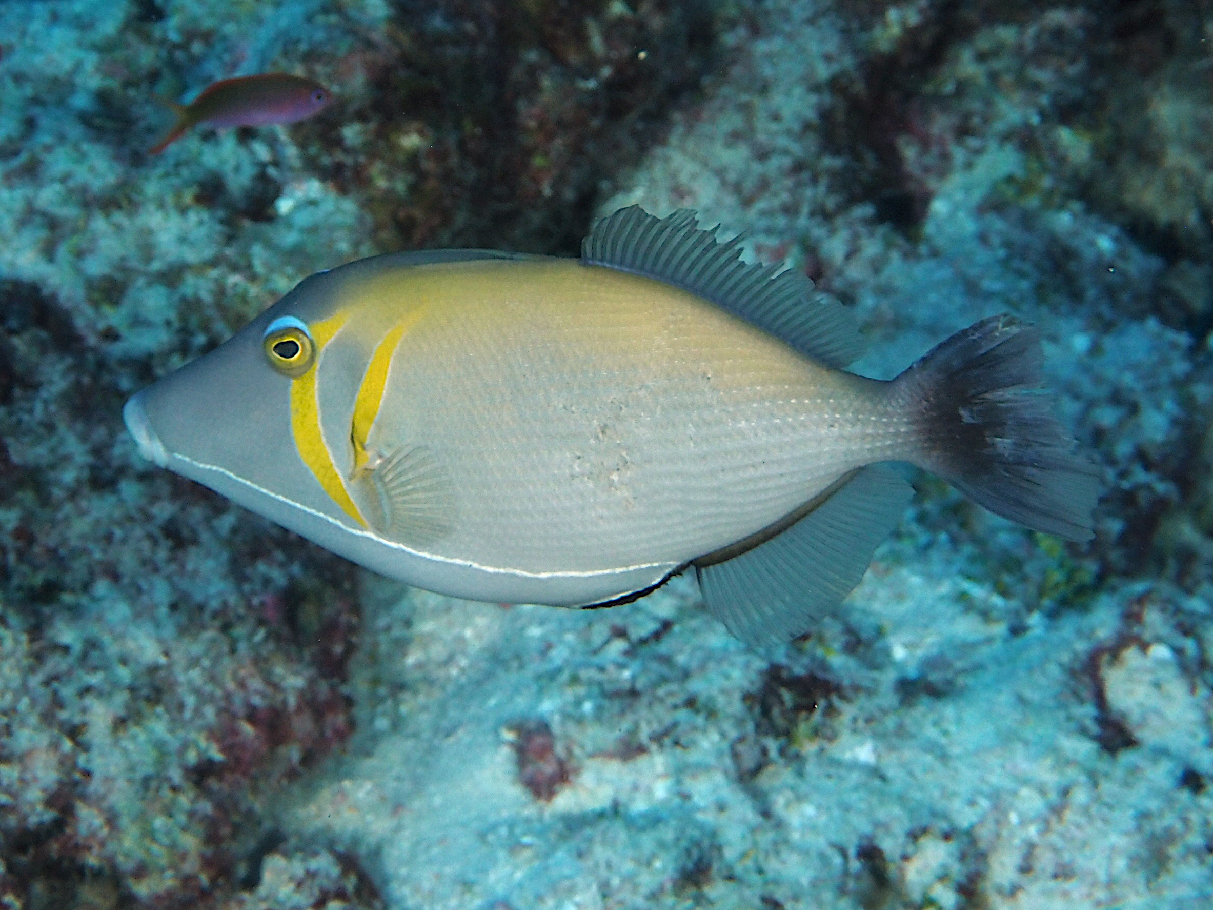 Scythe Triggerfish - Sufflamen bursa