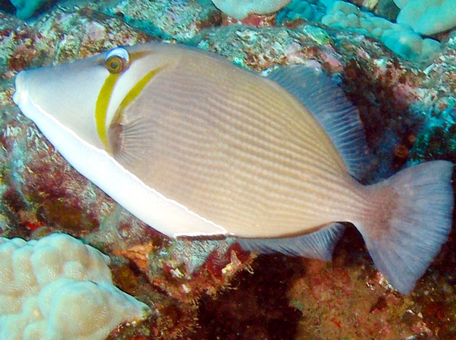 Scythe Triggerfish - Sufflamen bursa