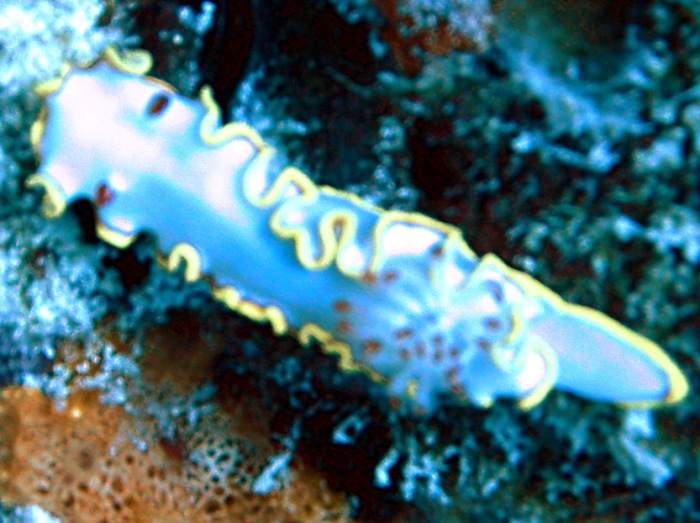 Red-Tipped Sea Goddess - Glossodoris sedna