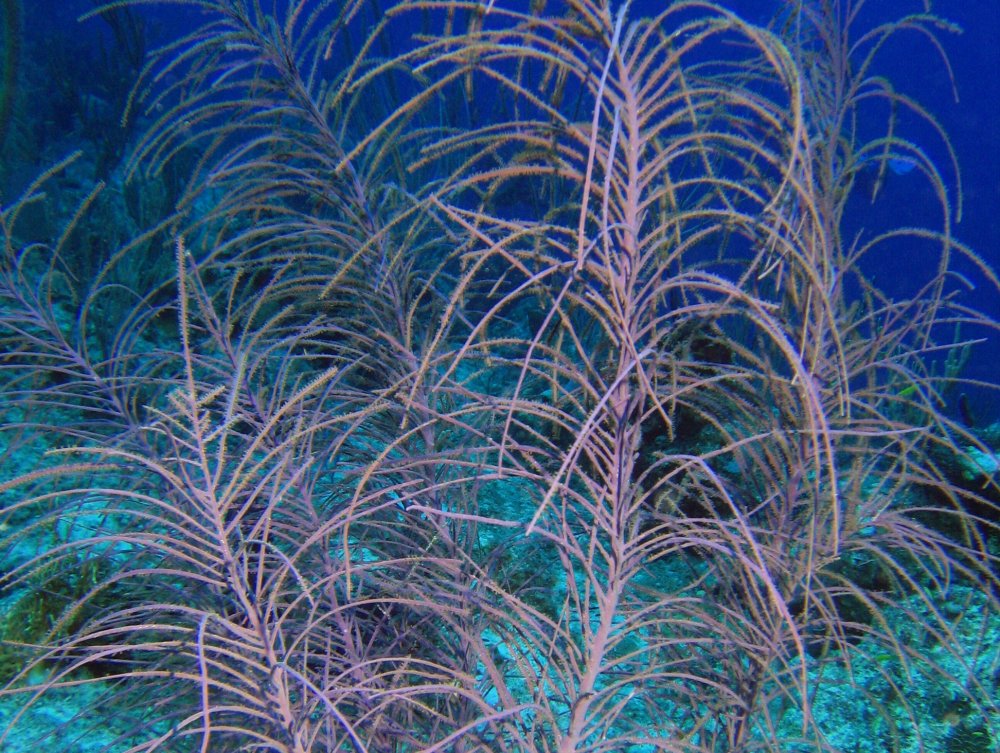 Sea Plumes - Antillogorgia spp.